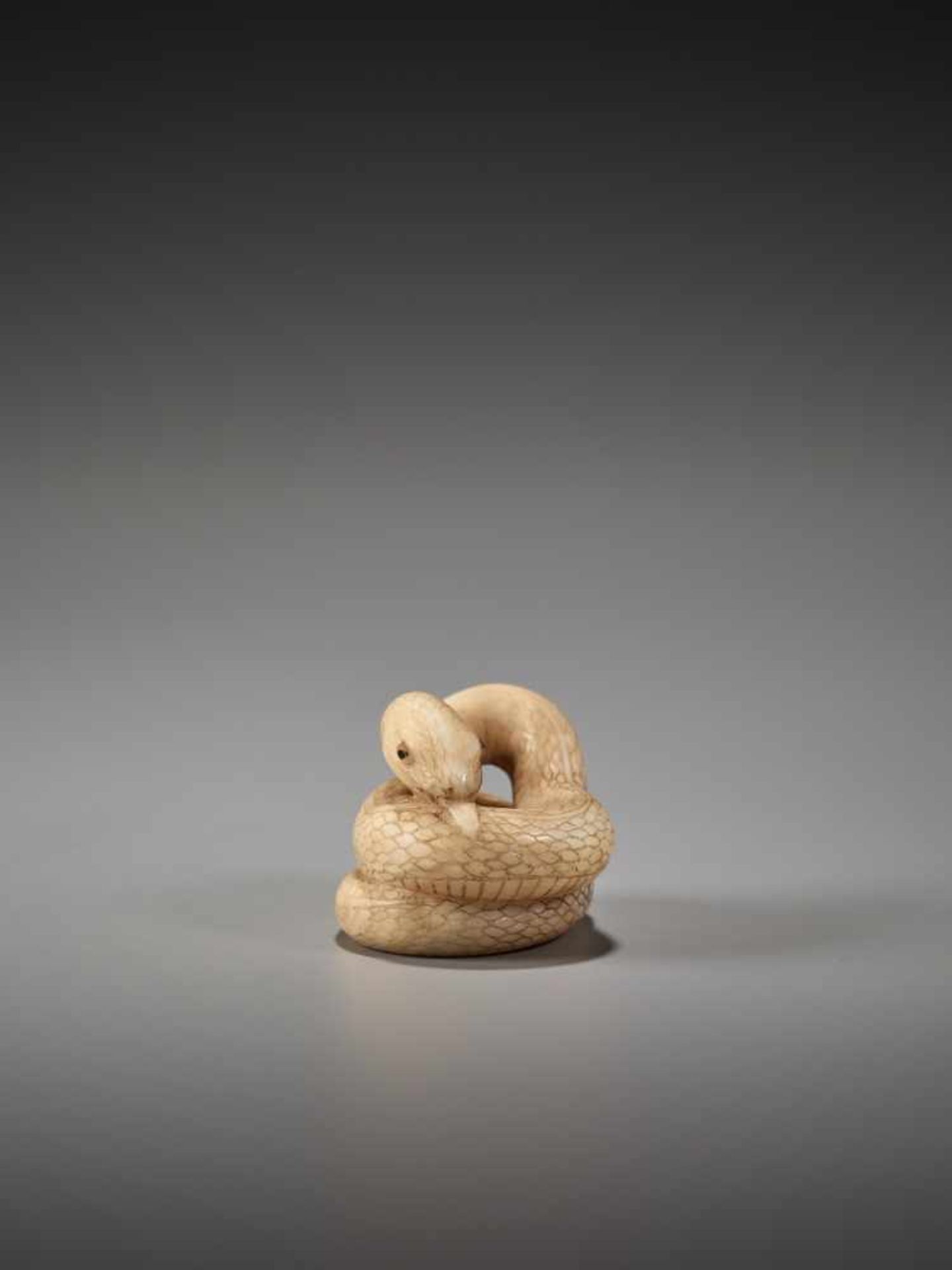 A RARE MARINE IVORY NETSUKE OF A COILED SNAKE BY RANTEIBy Rantei, marine ivory netsukeJapan, - Image 3 of 8