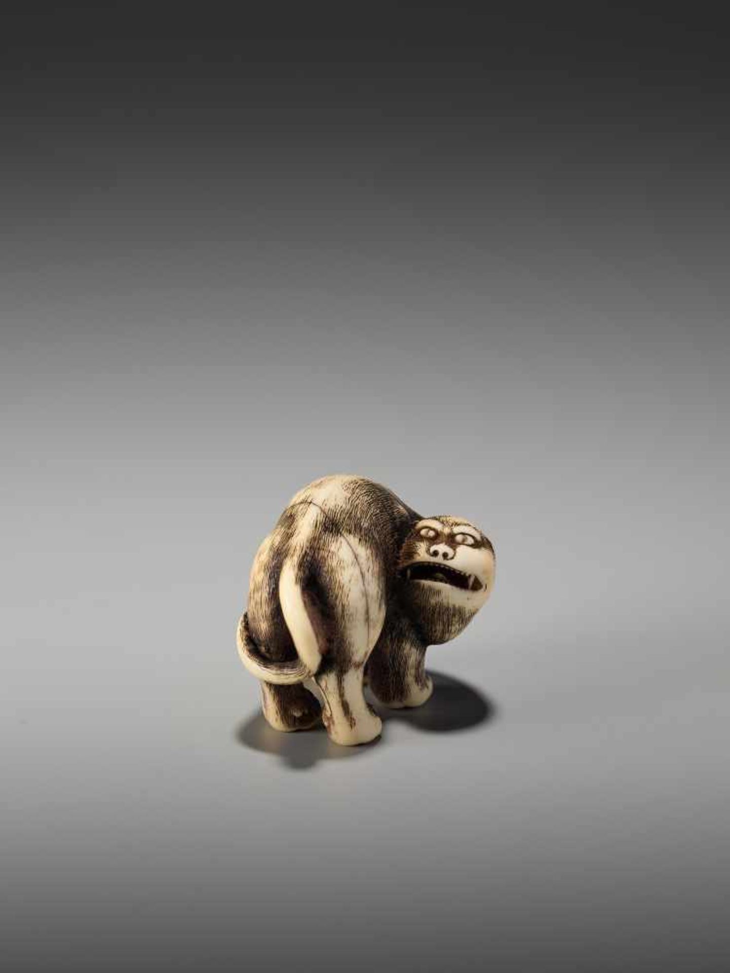 AN EXCEPTIONAL AND RARE IVORY NETSUKE OF A SNARLING TIGER BY DORAKUBy Doraku, ivory netsukeJapan, - Bild 2 aus 10