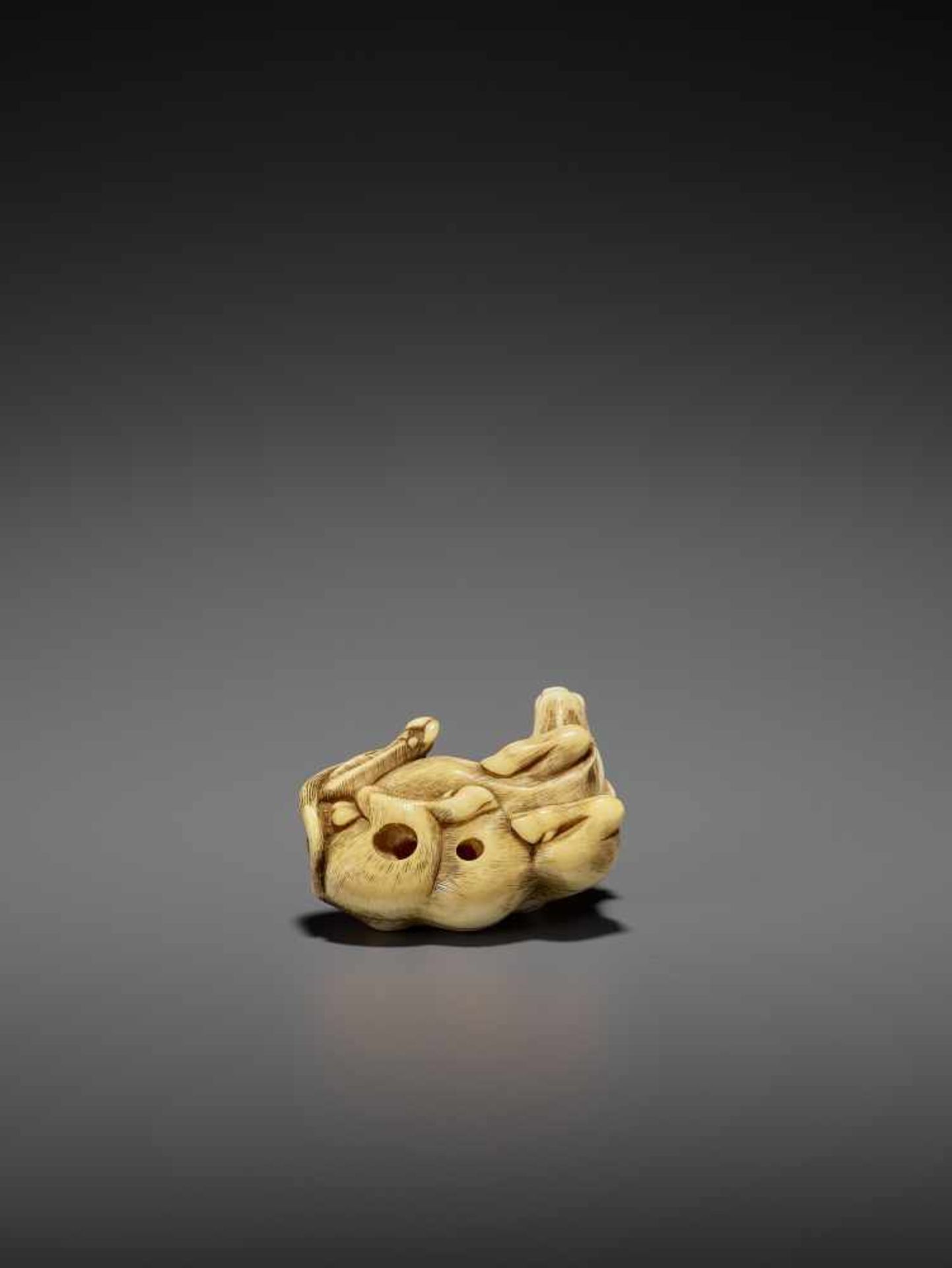 A POWERFUL IVORY NETSUKE OF A RECUMBENT OX LICKING ITS NOSE ATTRIBUTED TO RISUKE GARAKU Unsigned, - Image 2 of 14