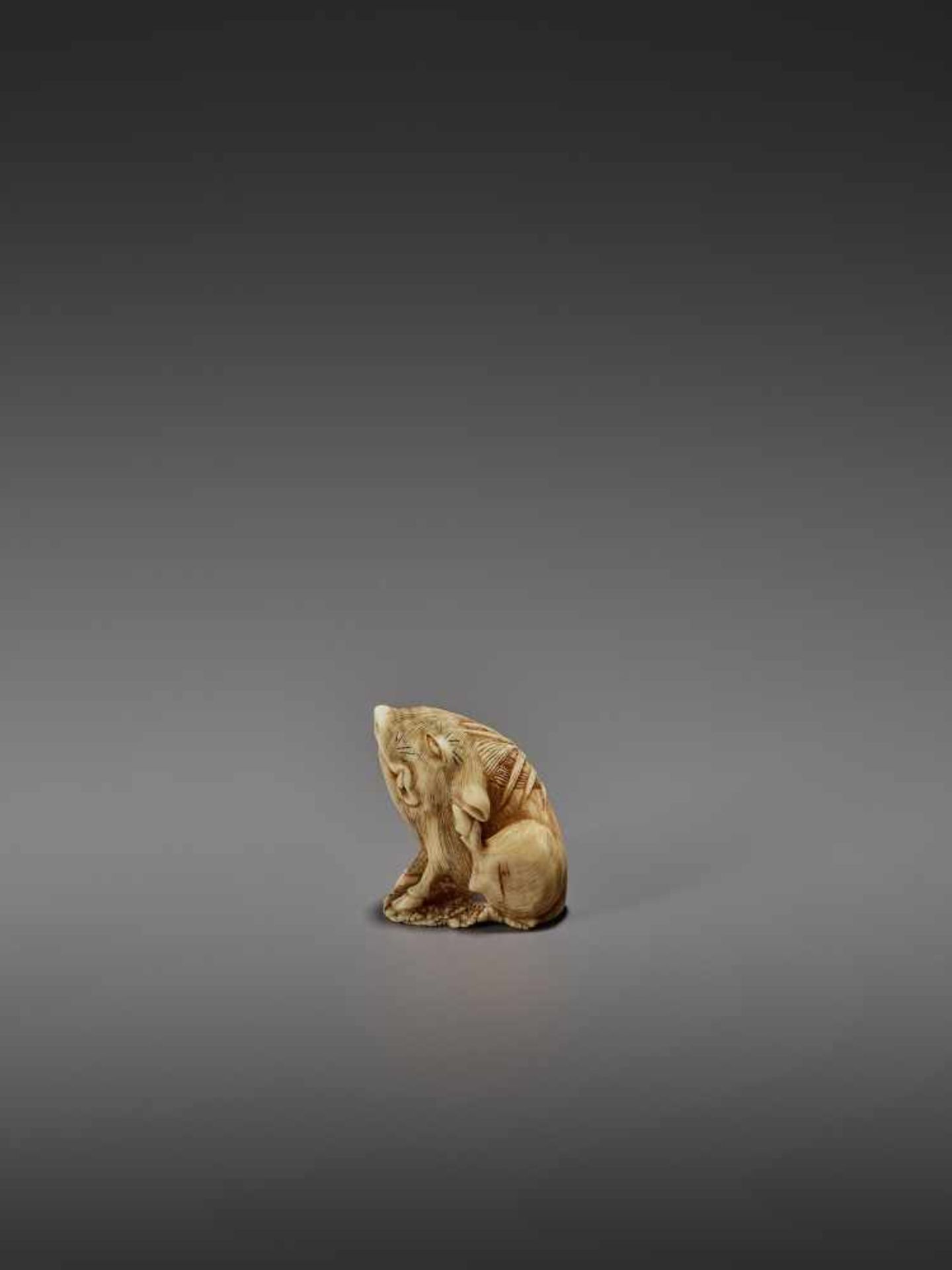 MASAYUKI: A FINE IVORY NETSUKE OF A BOAR SCRATCHING ITS EAR By Masayuki, signed MasayukiJapan, - Image 4 of 13