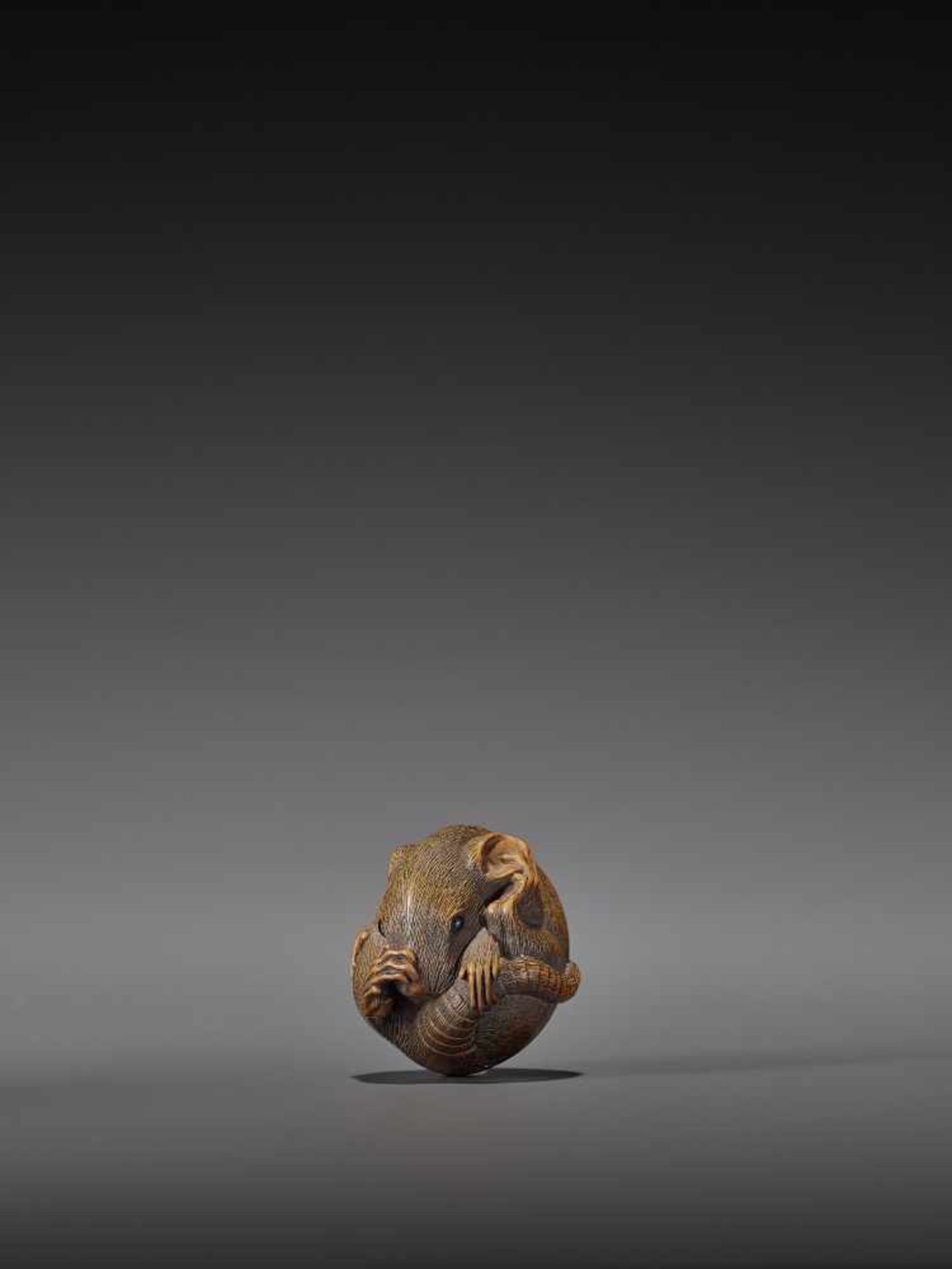 MASAKATSU: A FINE WOOD NETSUKE OF A COILED RAT By Masakatsu, signed MasakatsuJapan, Yamada, Ise - Image 4 of 10