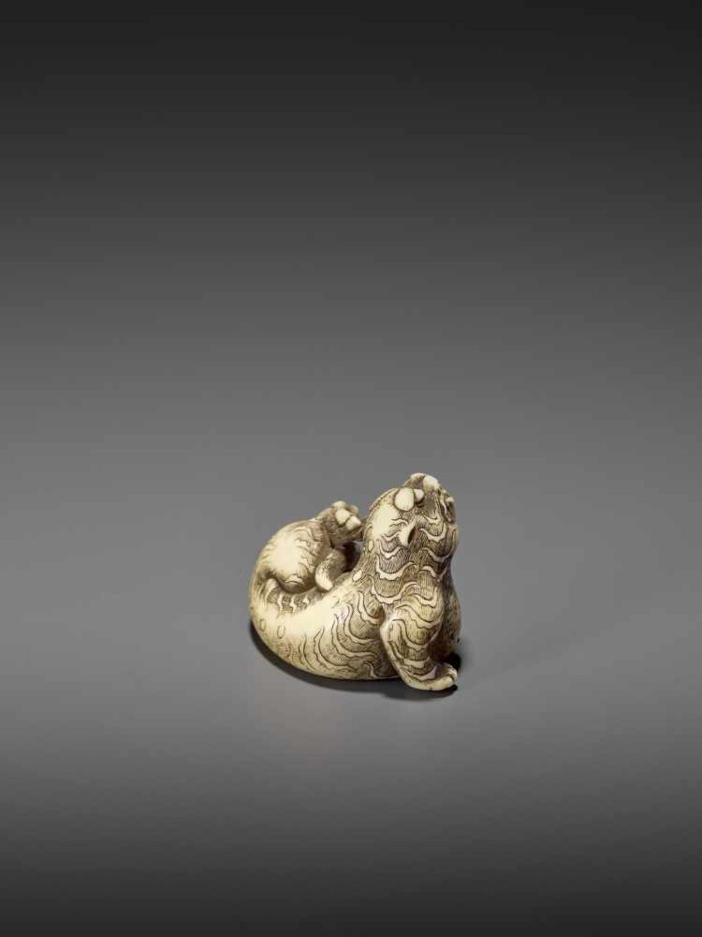 A FINE IVORY NETSUKE OF A RECUMBENT TIGER Unsigned, circle of Risuke Garaku (active ca. 1780) - Image 6 of 11