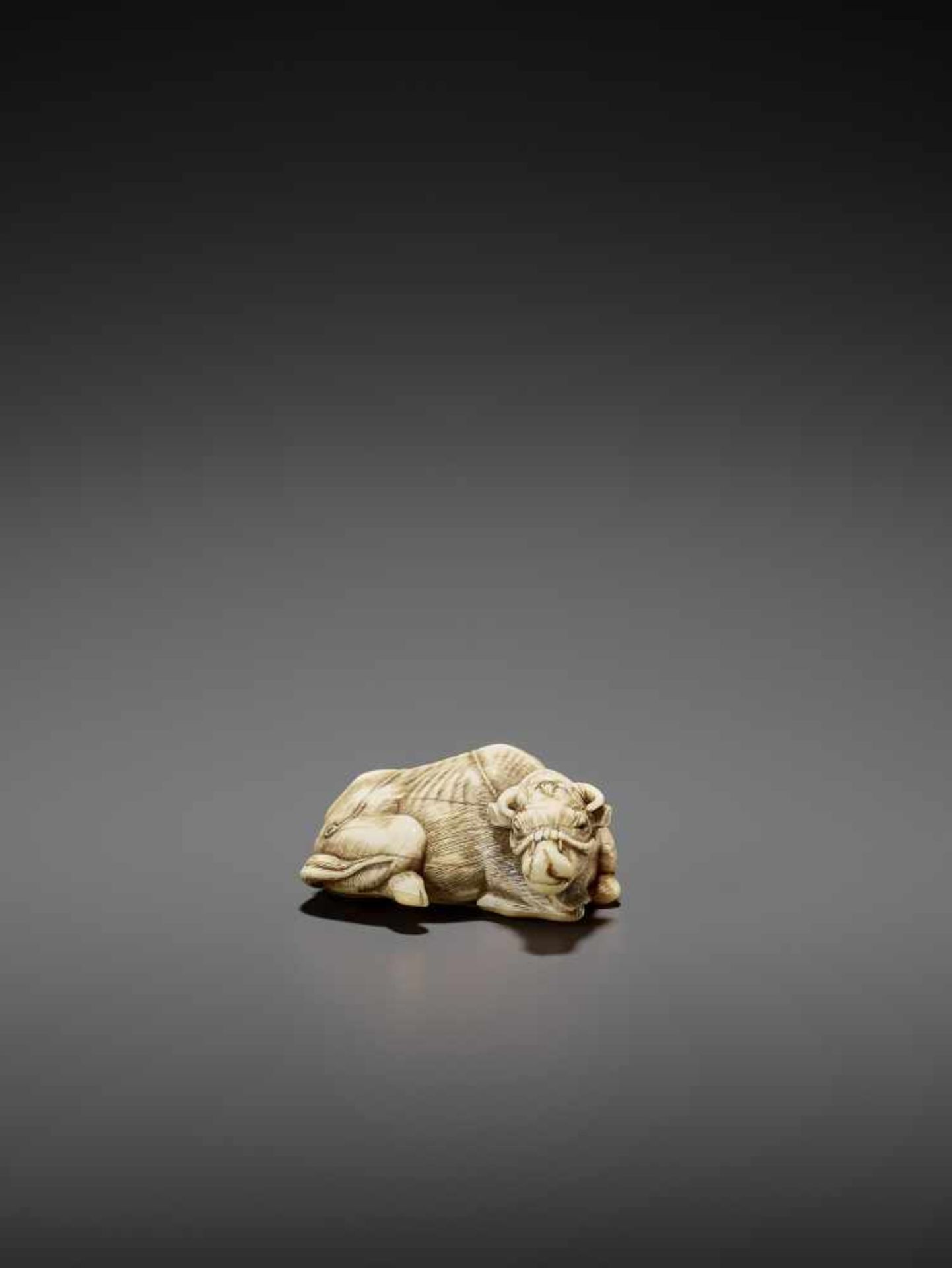 A POWERFUL IVORY NETSUKE OF A RECUMBENT OX LICKING ITS NOSE ATTRIBUTED TO RISUKE GARAKU Unsigned, - Image 6 of 14