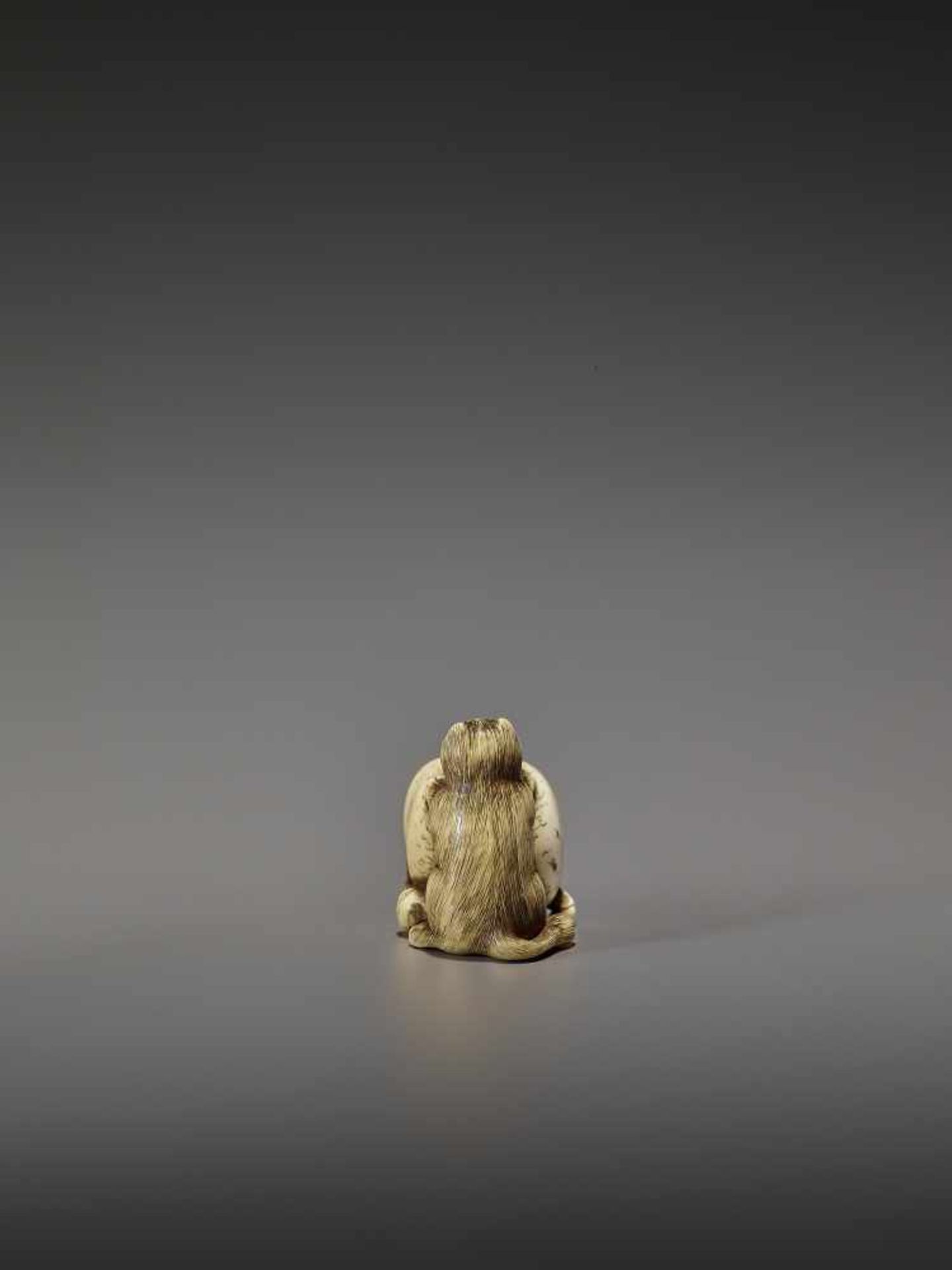 SHUNGETSU: IVORY NETSUKE OF A TANUKI SUFFOCATING A HUNTER WITH HIS SCROTUM By Shungetsu, signed - Bild 5 aus 11