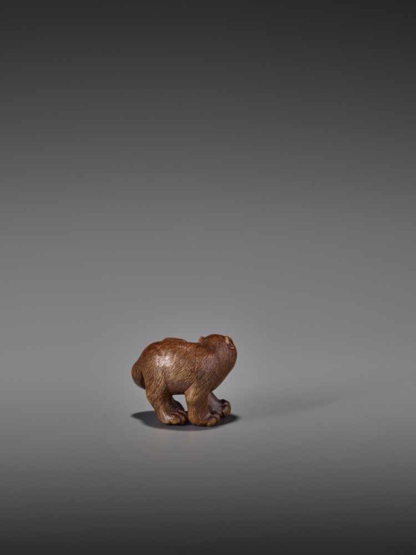 A RARE WOOD NETSUKE OF A SNARLING TIGER UnsignedJapan, 19th century, Edo period (1615-1868)A compact - Bild 2 aus 11