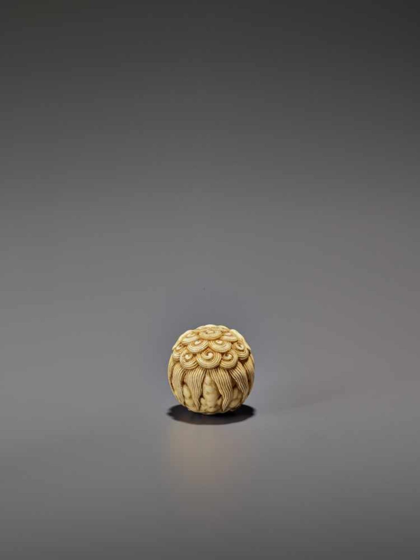 AN IVORY NETSUKE OF A SHISHI ROLLED INTO A BALL UnsignedJapan, 19th century, Edo period (1615-1868) - Bild 2 aus 9