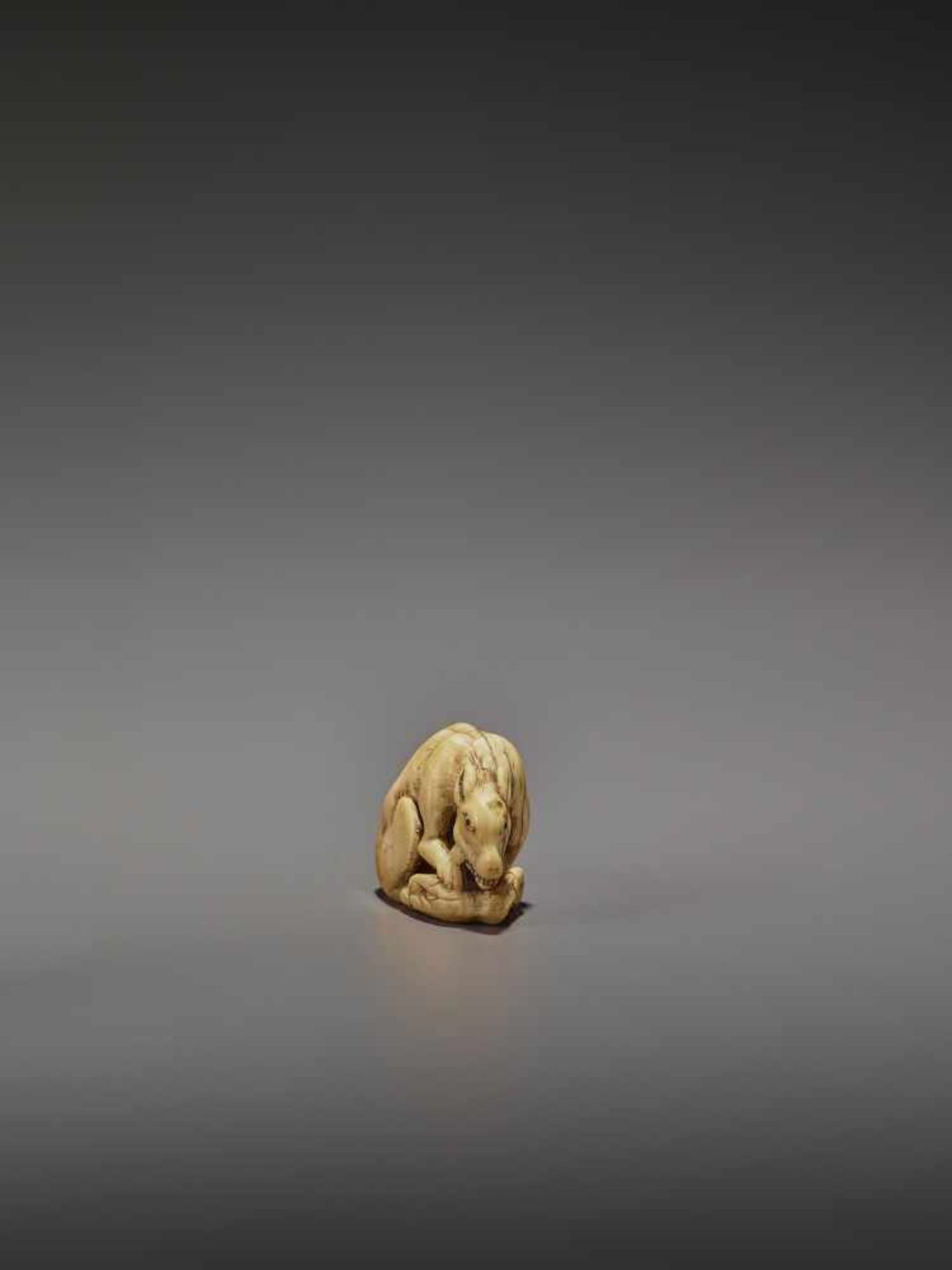 AN EARLY IVORY NETSUKE OF A WOLF WITH HAUNCH UnsignedJapan, Kyoto, 18th century, Edo period (1615- - Image 4 of 10