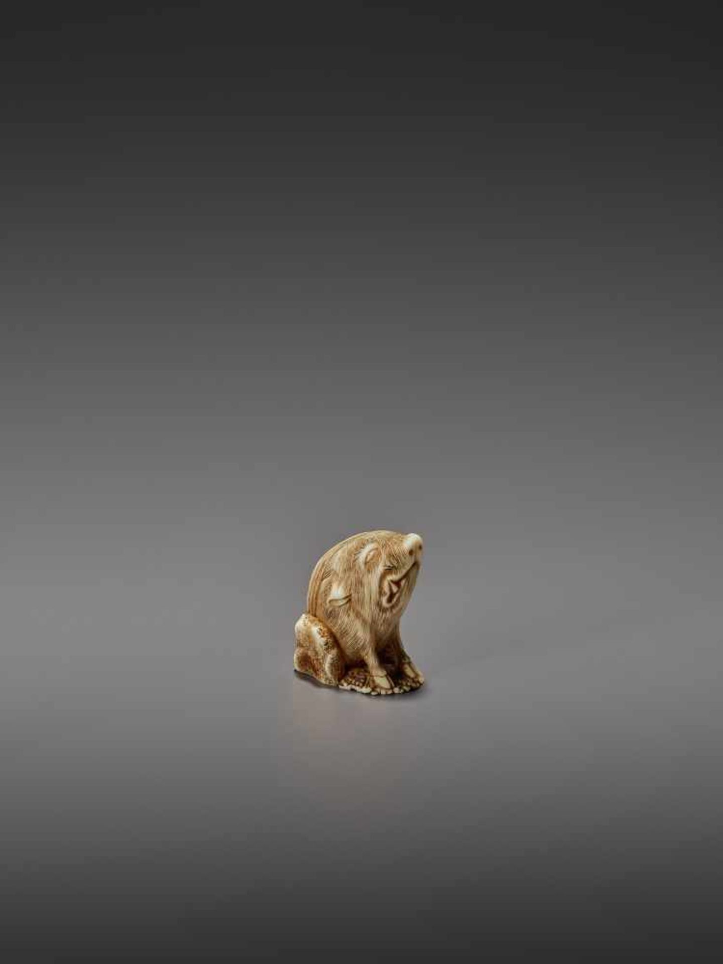 MASAYUKI: A FINE IVORY NETSUKE OF A BOAR SCRATCHING ITS EAR By Masayuki, signed MasayukiJapan, - Image 7 of 13