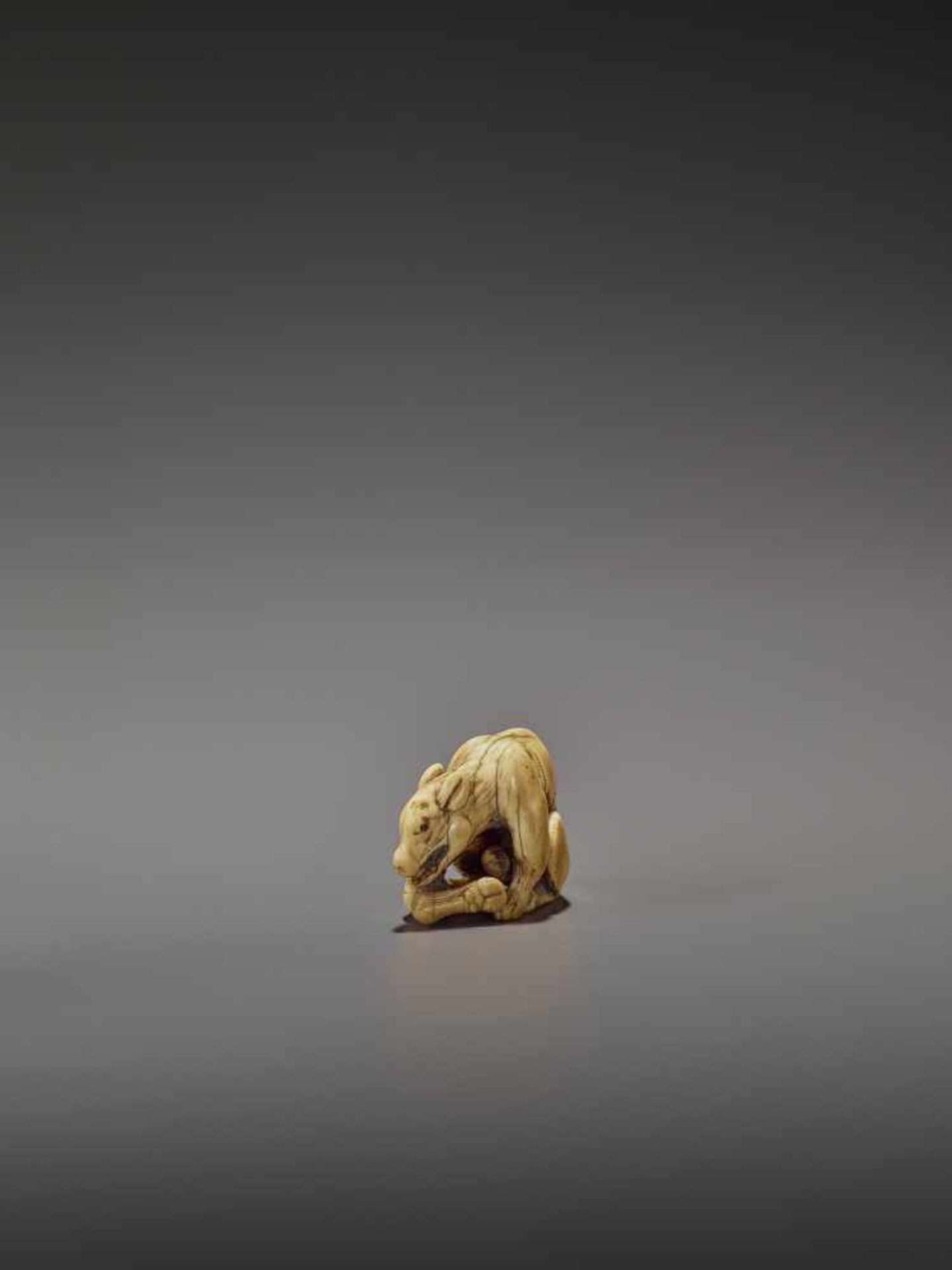 AN EARLY IVORY NETSUKE OF A WOLF WITH HAUNCH UnsignedJapan, Kyoto, 18th century, Edo period (1615- - Image 5 of 10