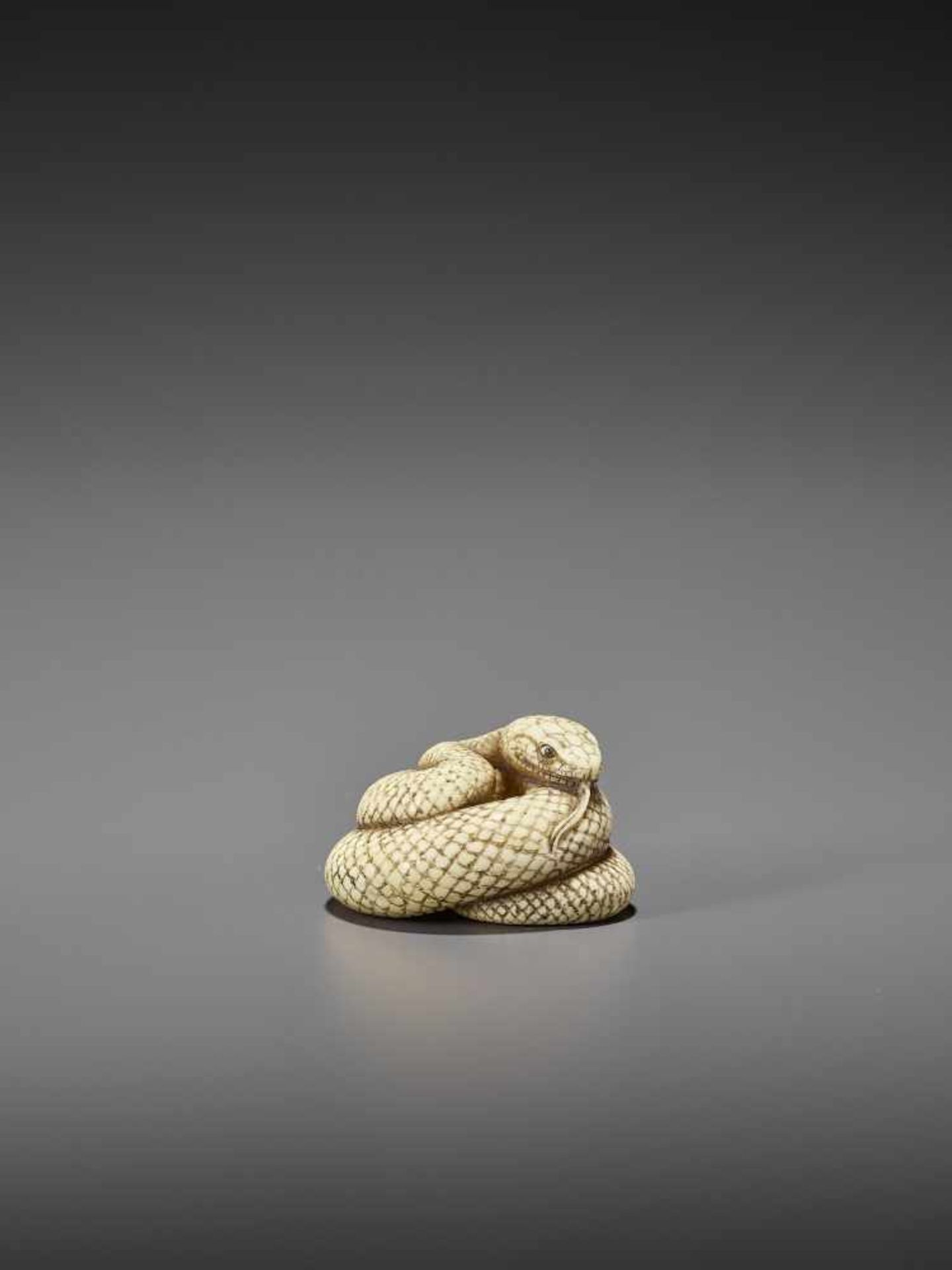 MITSUNAGA: AN EXCELLENT IVORY NETSUKE OF A COILED SNAKE By Mitsunaga, signed MitsunagaJapan, early