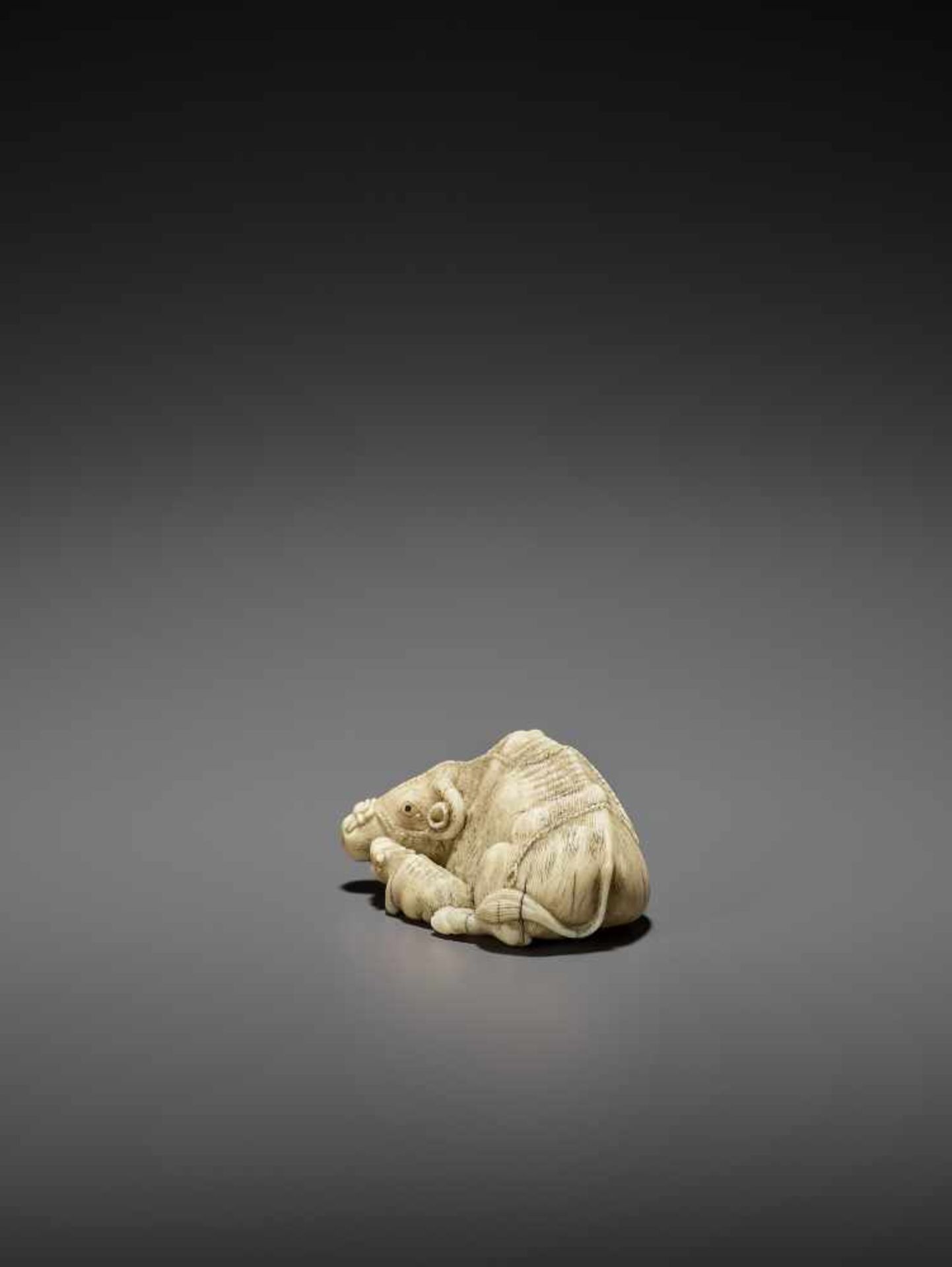 MITSUCHIKA: A LARGE AND RARE WALRUS IVORY NETSUKE OF A RECUMBENT COW WITH CALF By Mitsuchika, signed - Image 7 of 13