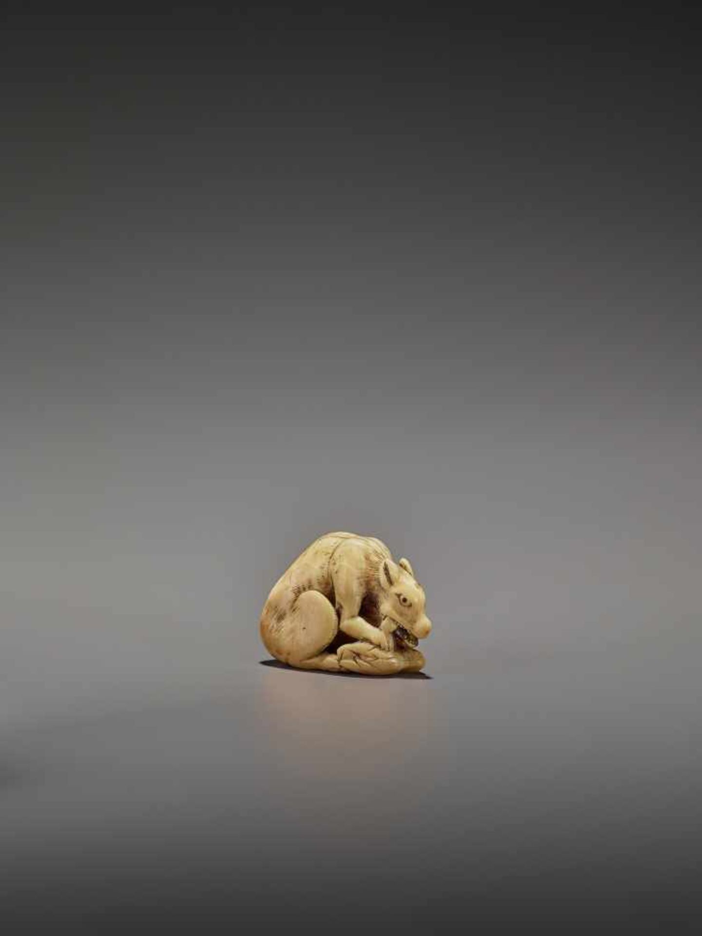 AN EARLY IVORY NETSUKE OF A WOLF WITH HAUNCH UnsignedJapan, Kyoto, 18th century, Edo period (1615- - Image 3 of 10