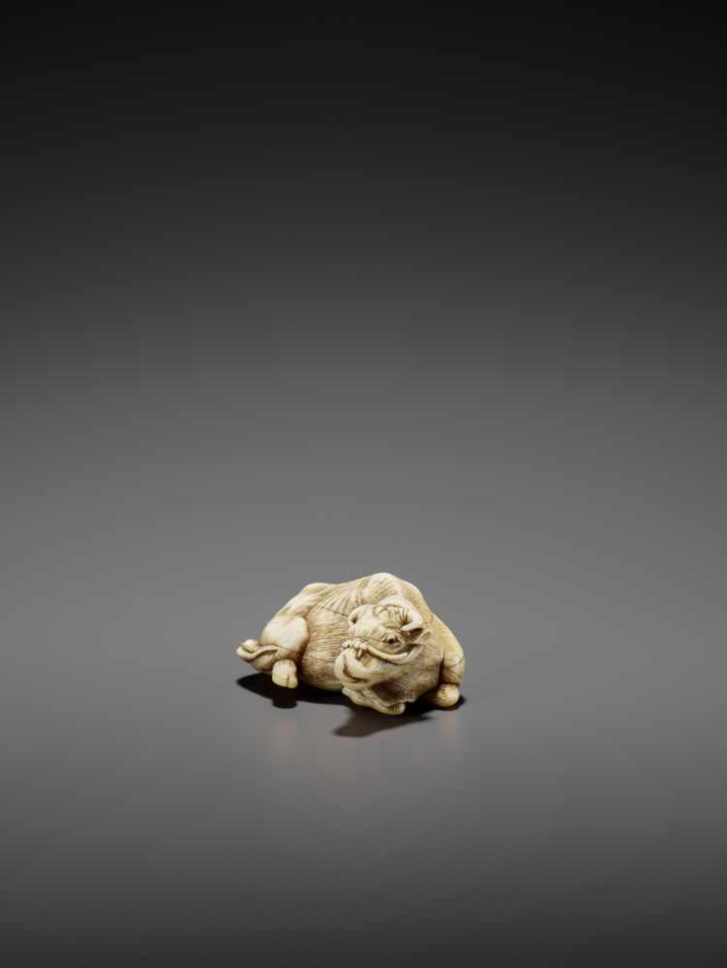 A POWERFUL IVORY NETSUKE OF A RECUMBENT OX LICKING ITS NOSE ATTRIBUTED TO RISUKE GARAKU Unsigned, - Image 7 of 14