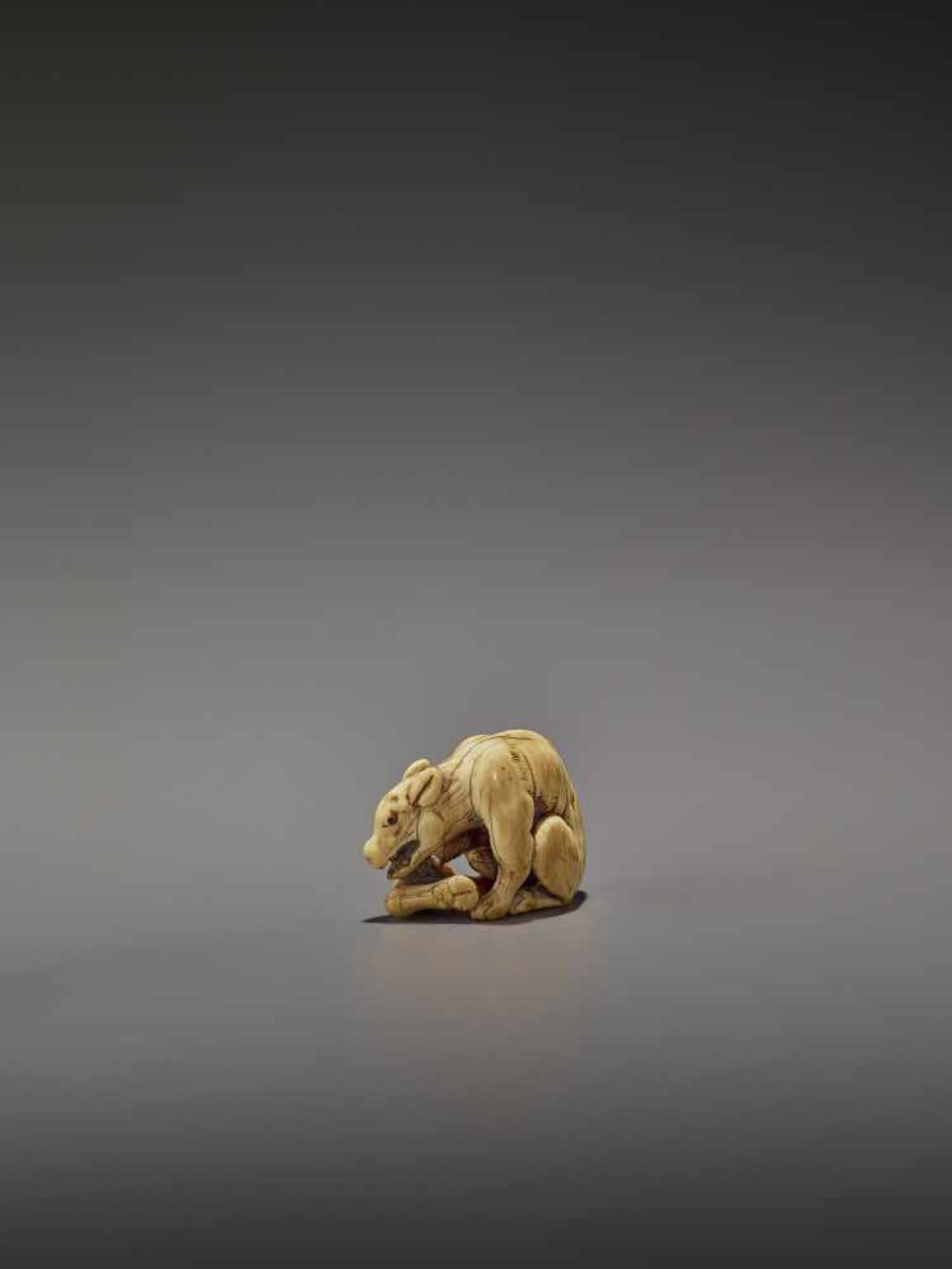 AN EARLY IVORY NETSUKE OF A WOLF WITH HAUNCH UnsignedJapan, Kyoto, 18th century, Edo period (1615- - Image 2 of 10