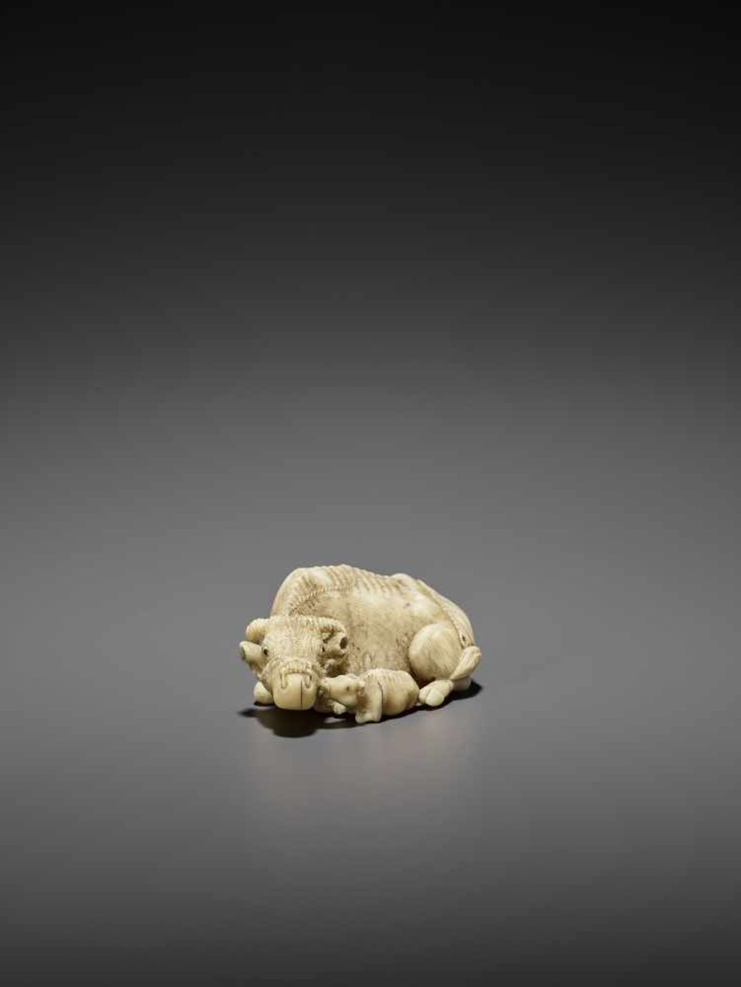 MITSUCHIKA: A LARGE AND RARE WALRUS IVORY NETSUKE OF A RECUMBENT COW WITH CALF By Mitsuchika, signed - Image 10 of 13