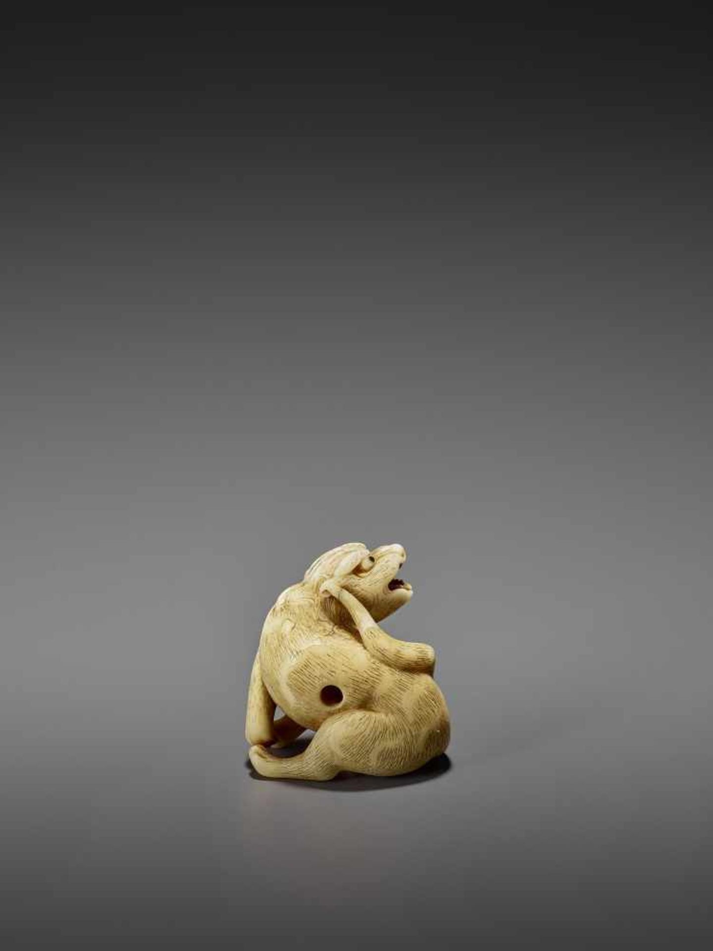 MITSUSHIGE: A POWERFUL IVORY NETSUKE OF A TIGER By Mitsushige, signed MitsushigeJapan, Kyoto, late - Image 2 of 12