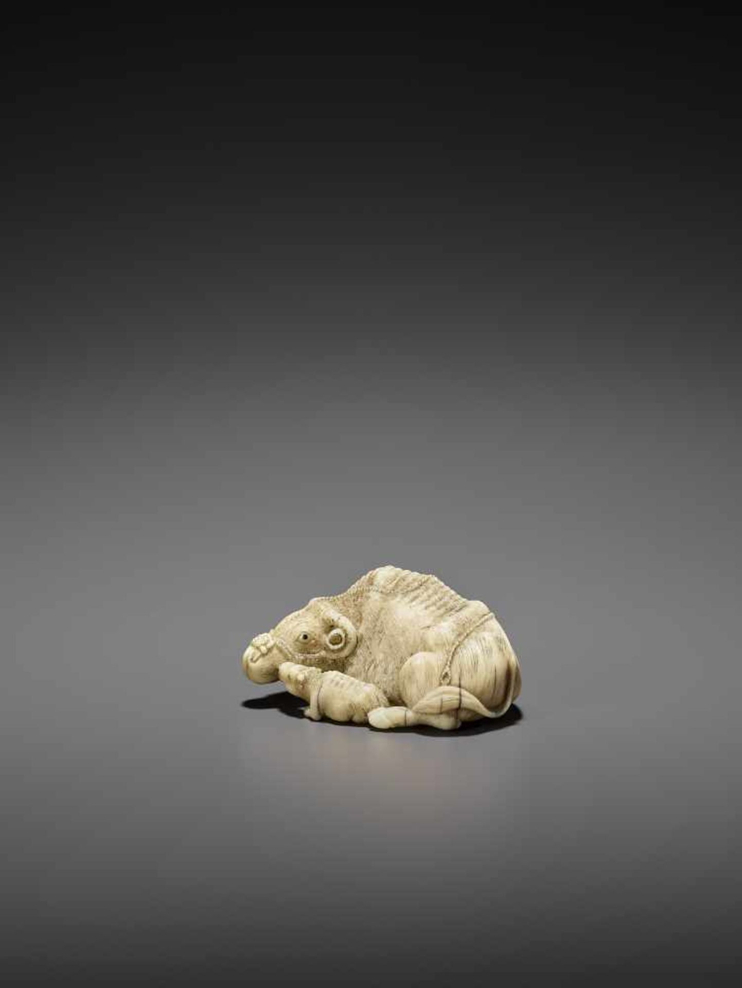 MITSUCHIKA: A LARGE AND RARE WALRUS IVORY NETSUKE OF A RECUMBENT COW WITH CALF By Mitsuchika, signed - Image 6 of 13