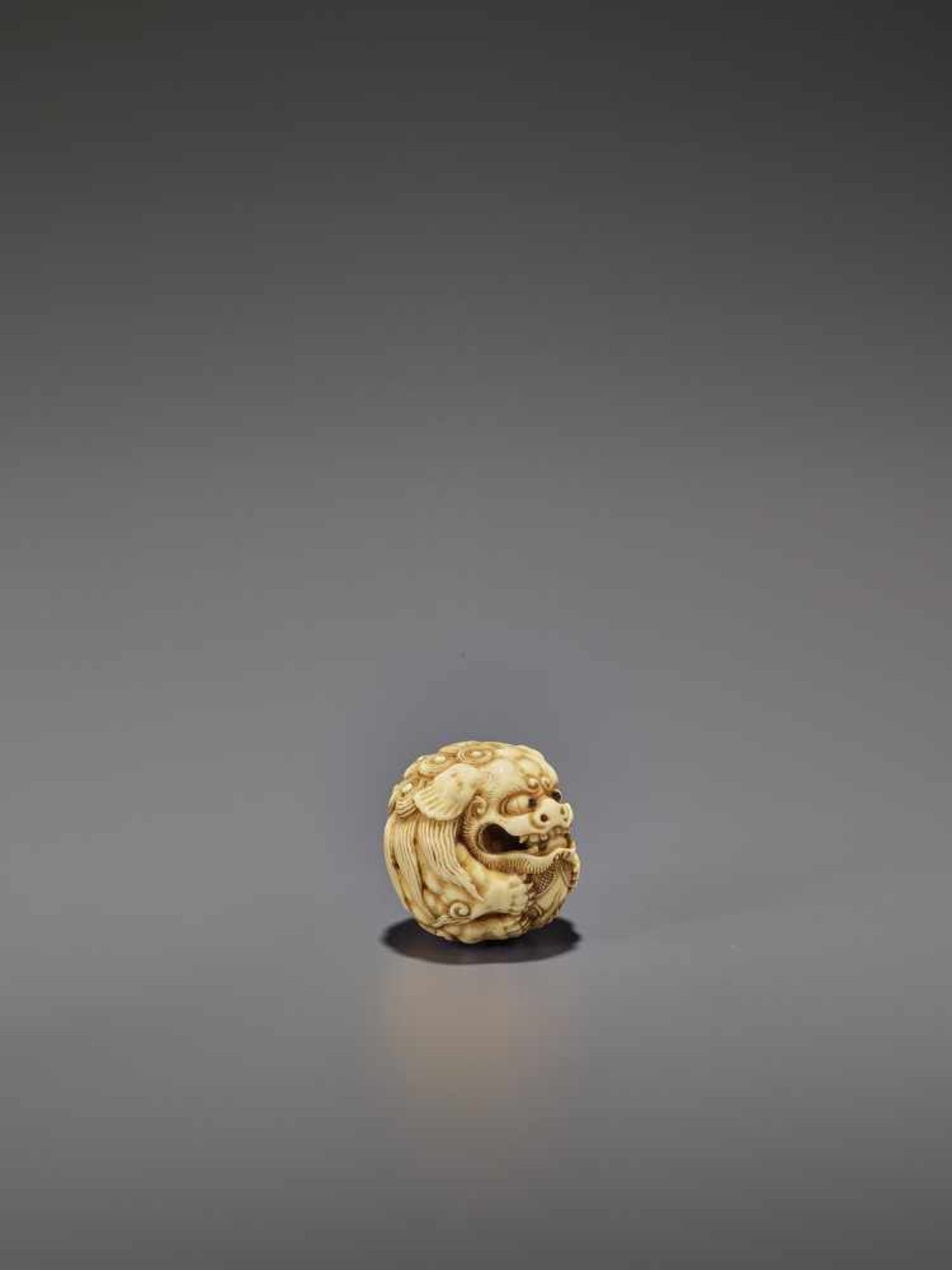 AN IVORY NETSUKE OF A SHISHI ROLLED INTO A BALL UnsignedJapan, 19th century, Edo period (1615-1868) - Bild 8 aus 9