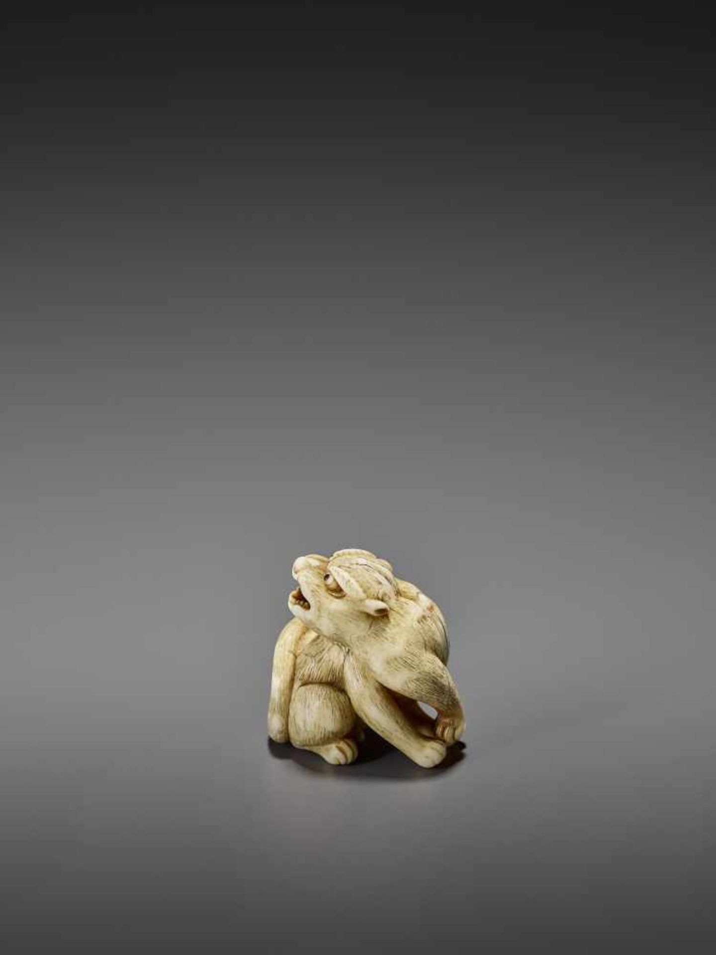 MITSUSHIGE: A POWERFUL IVORY NETSUKE OF A TIGER By Mitsushige, signed MitsushigeJapan, Kyoto, late - Image 5 of 12