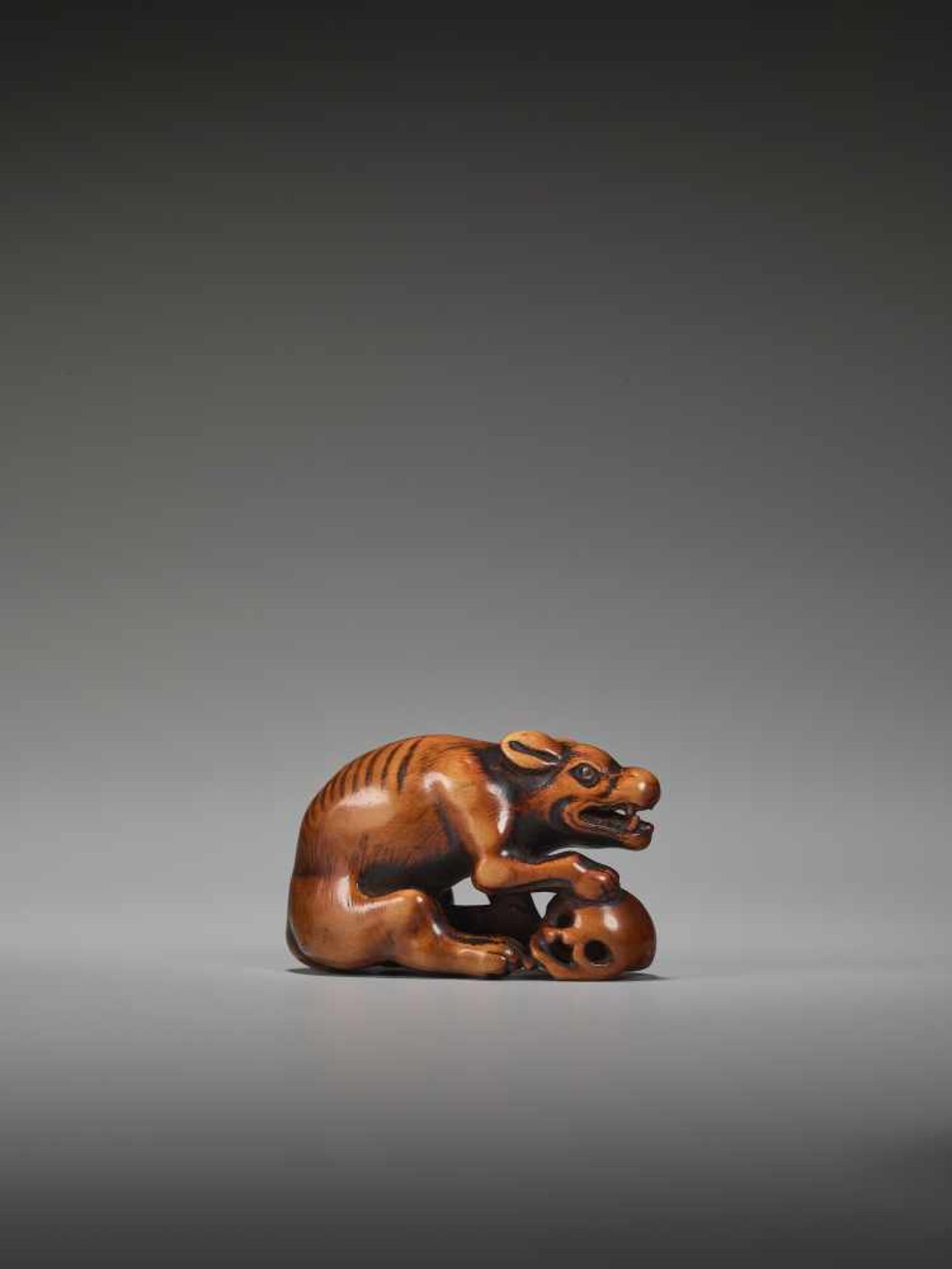 A POWERFUL WOOD NETSUKE OF A WOLF WITH A SKULL UnsignedJapan, 18th century, Edo period (1615-1868) - Image 5 of 9