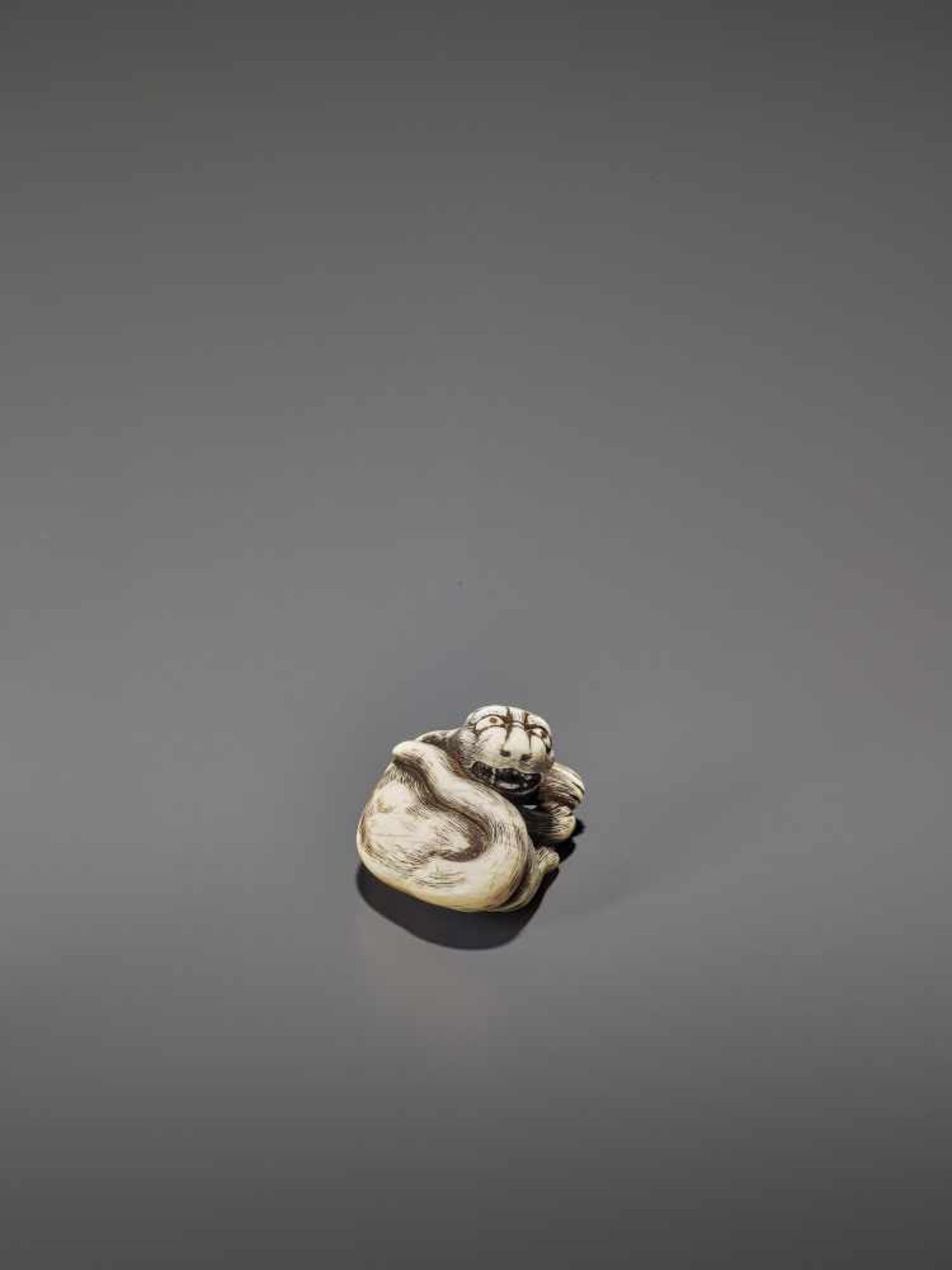 AN IVORY OSAKA STYLE NETSUKE OF A RECLINING TIGER UnsignedJapan, Osaka, 19th century, Edo period ( - Image 6 of 8