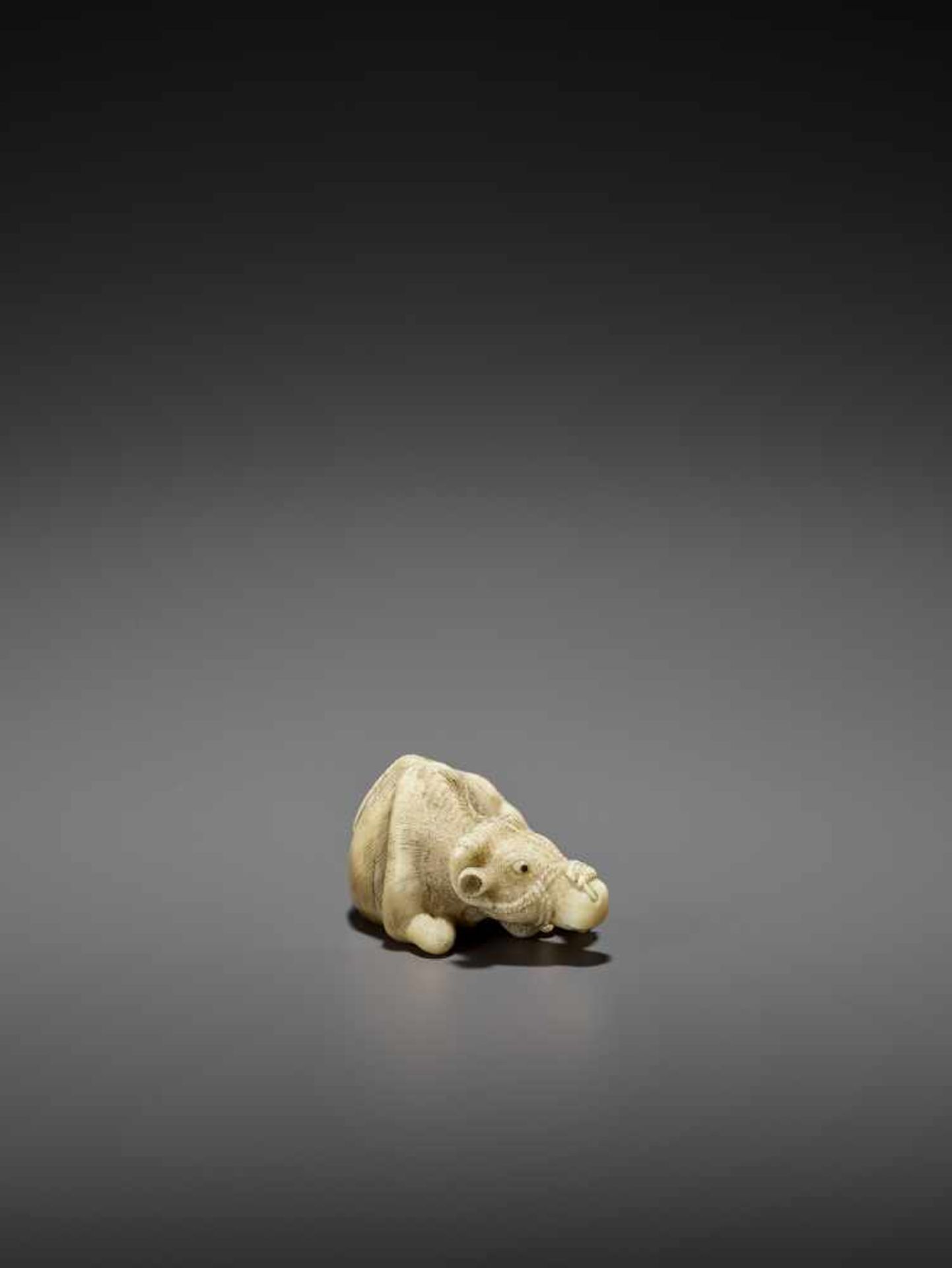 MITSUCHIKA: A LARGE AND RARE WALRUS IVORY NETSUKE OF A RECUMBENT COW WITH CALF By Mitsuchika, signed - Image 2 of 13