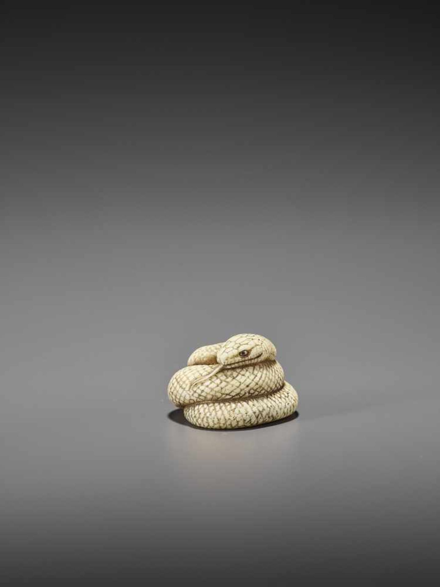 MITSUNAGA: AN EXCELLENT IVORY NETSUKE OF A COILED SNAKE By Mitsunaga, signed MitsunagaJapan, early - Image 4 of 9