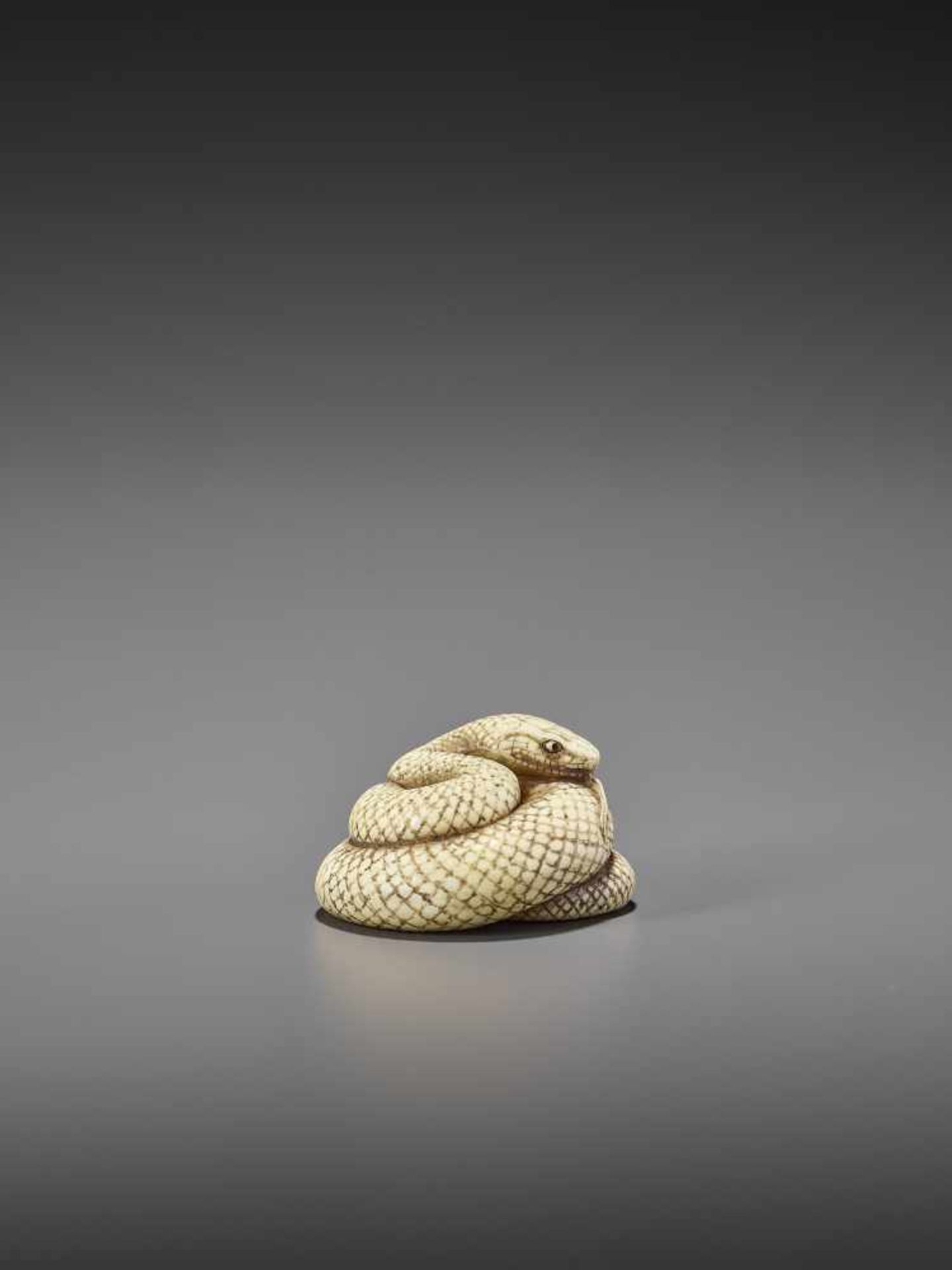 MITSUNAGA: AN EXCELLENT IVORY NETSUKE OF A COILED SNAKE By Mitsunaga, signed MitsunagaJapan, early - Image 7 of 9