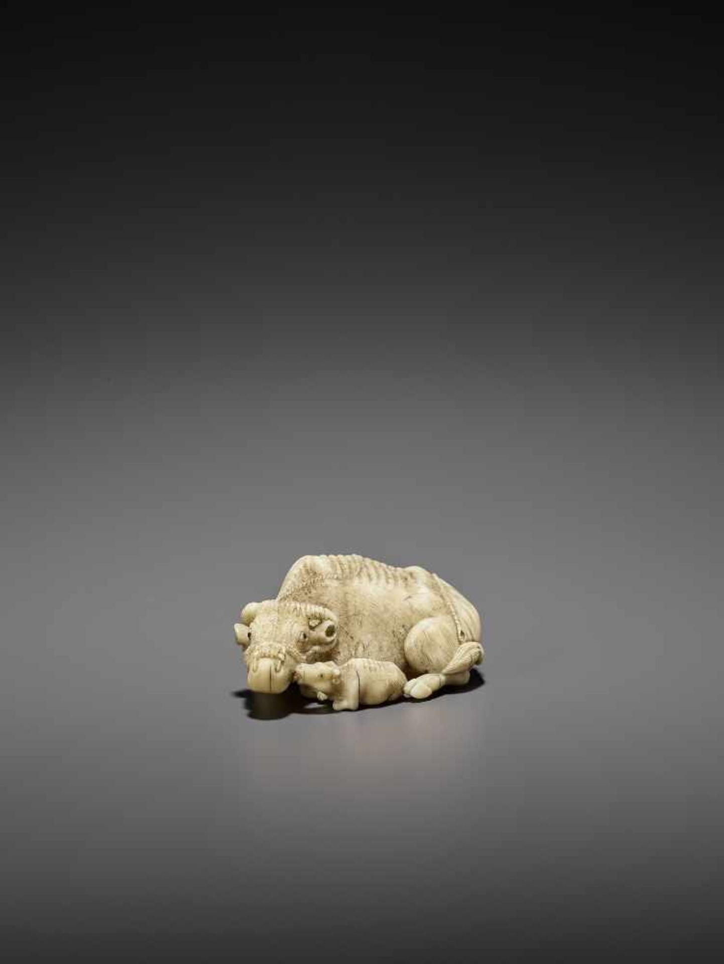 MITSUCHIKA: A LARGE AND RARE WALRUS IVORY NETSUKE OF A RECUMBENT COW WITH CALF By Mitsuchika, signed - Image 4 of 13
