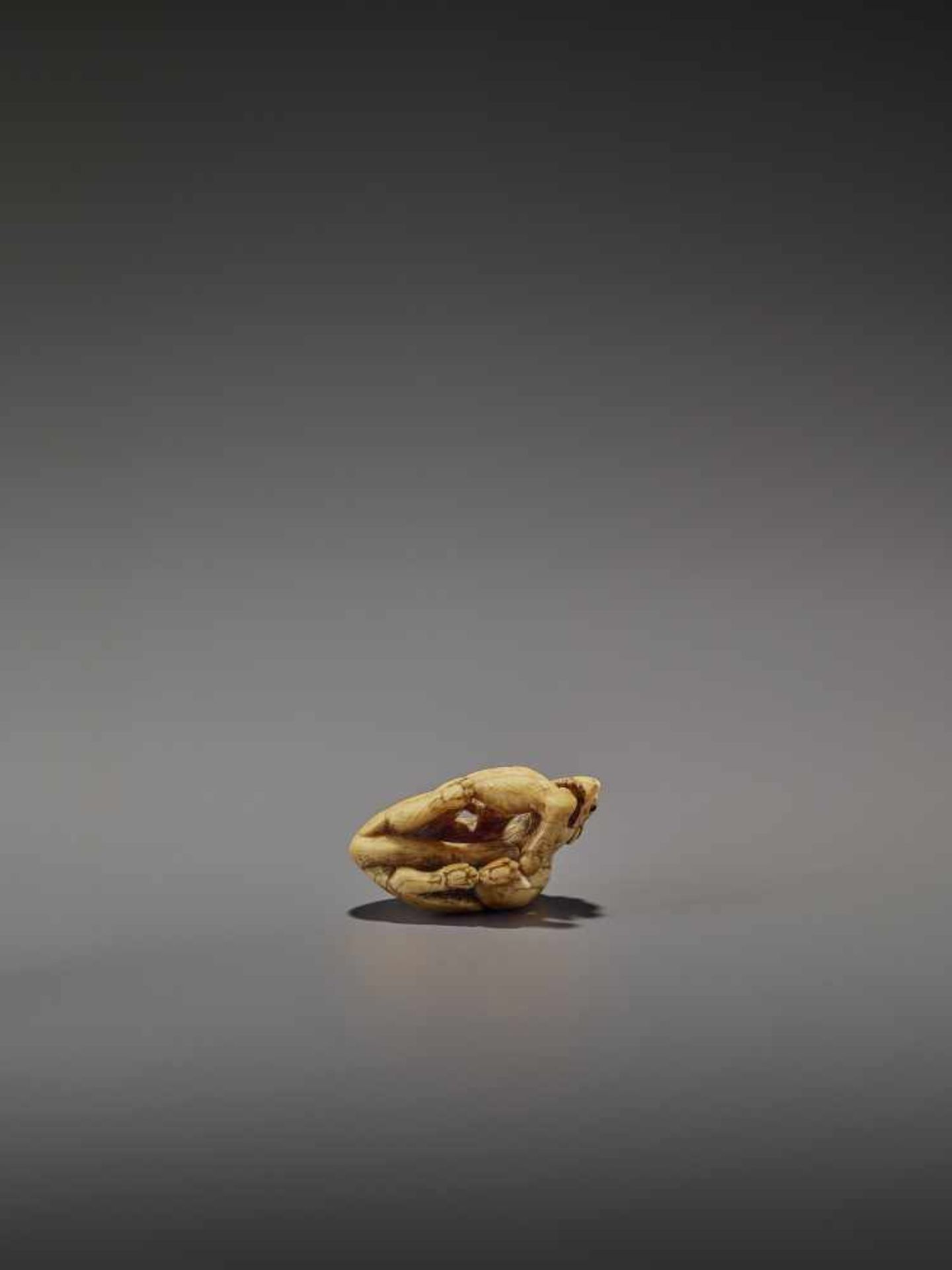 AN EARLY IVORY NETSUKE OF A WOLF WITH HAUNCH UnsignedJapan, Kyoto, 18th century, Edo period (1615- - Image 10 of 10