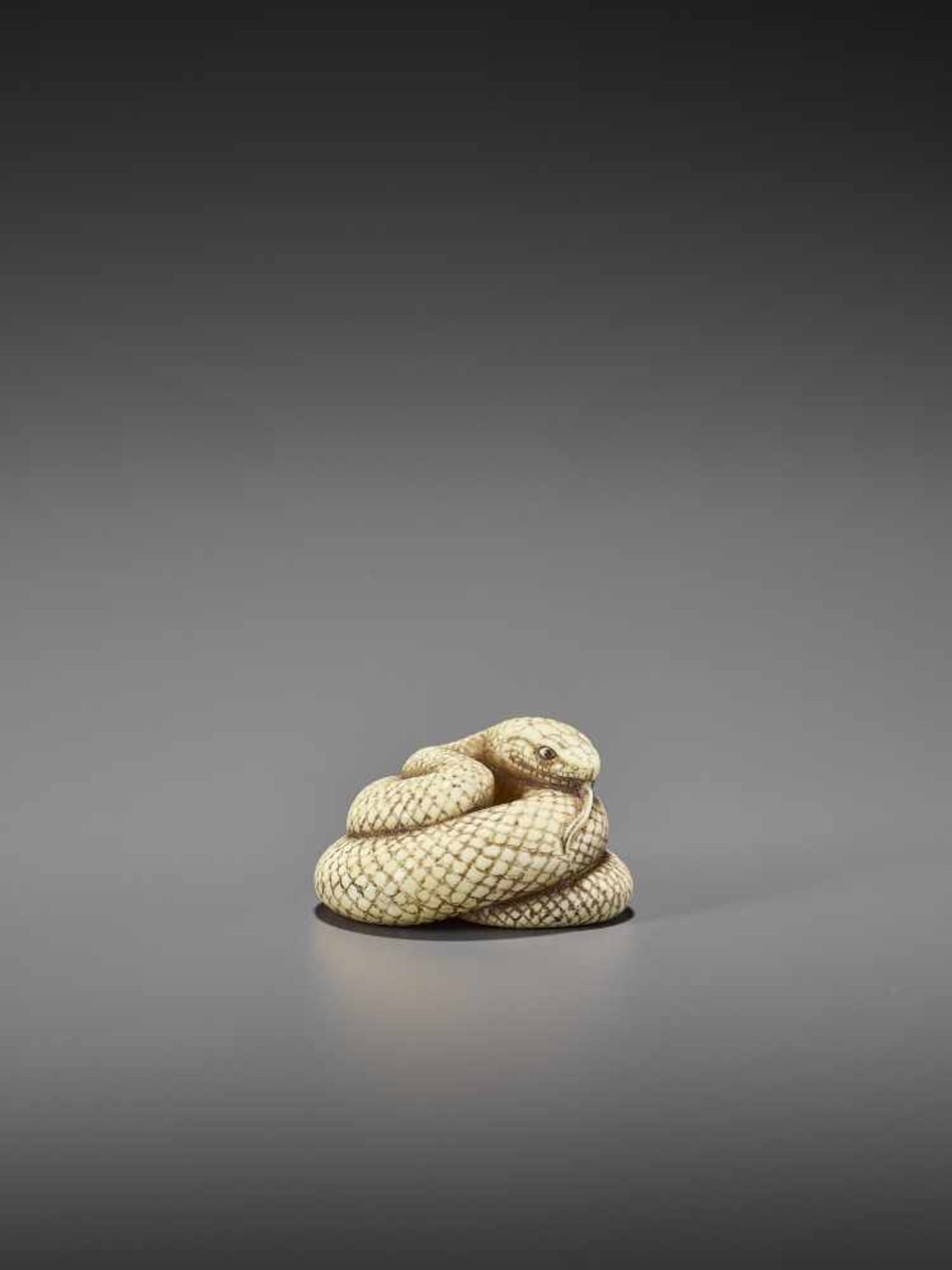 MITSUNAGA: AN EXCELLENT IVORY NETSUKE OF A COILED SNAKE By Mitsunaga, signed MitsunagaJapan, early - Image 8 of 9