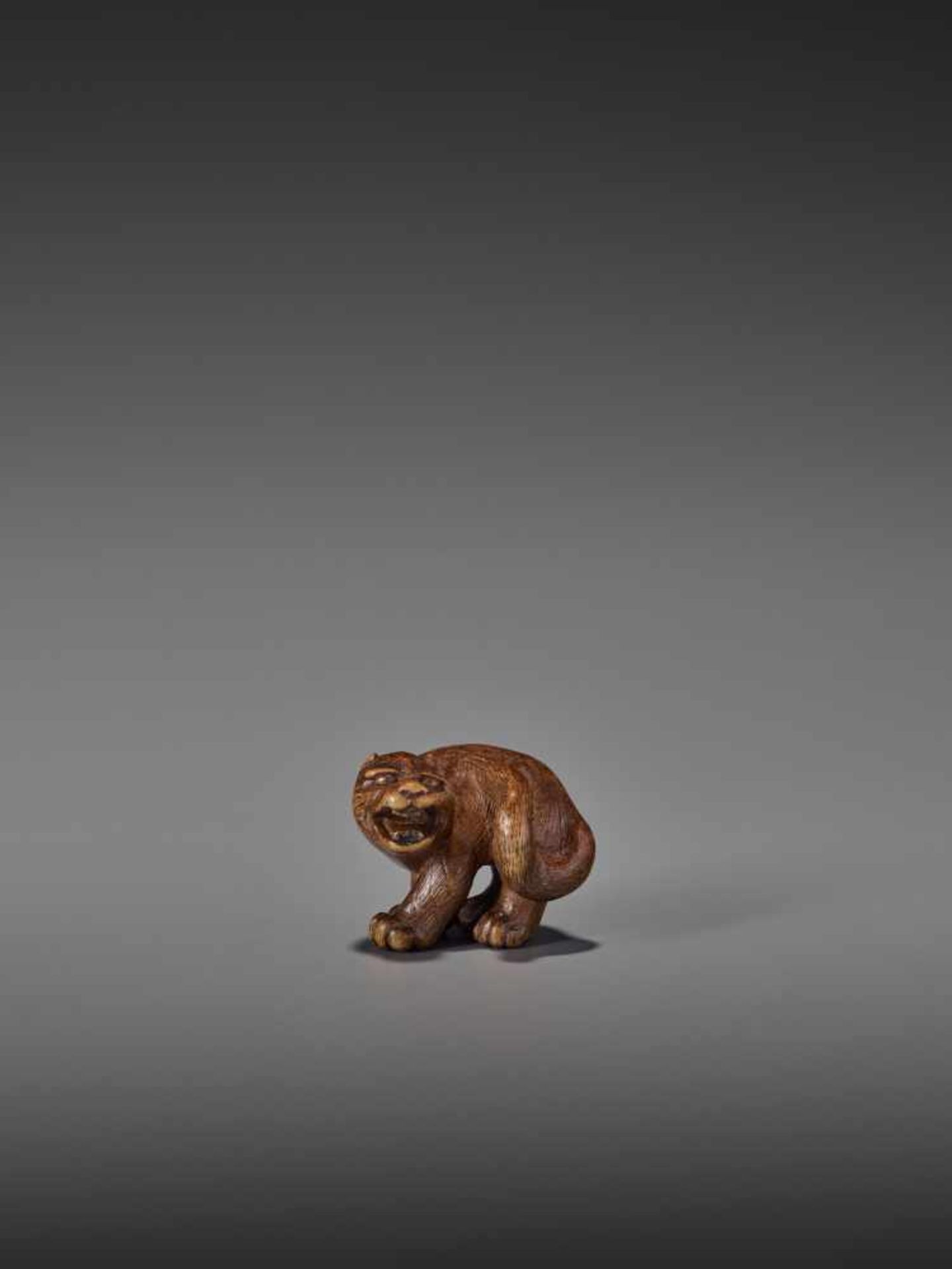 A RARE WOOD NETSUKE OF A SNARLING TIGER UnsignedJapan, 19th century, Edo period (1615-1868)A compact