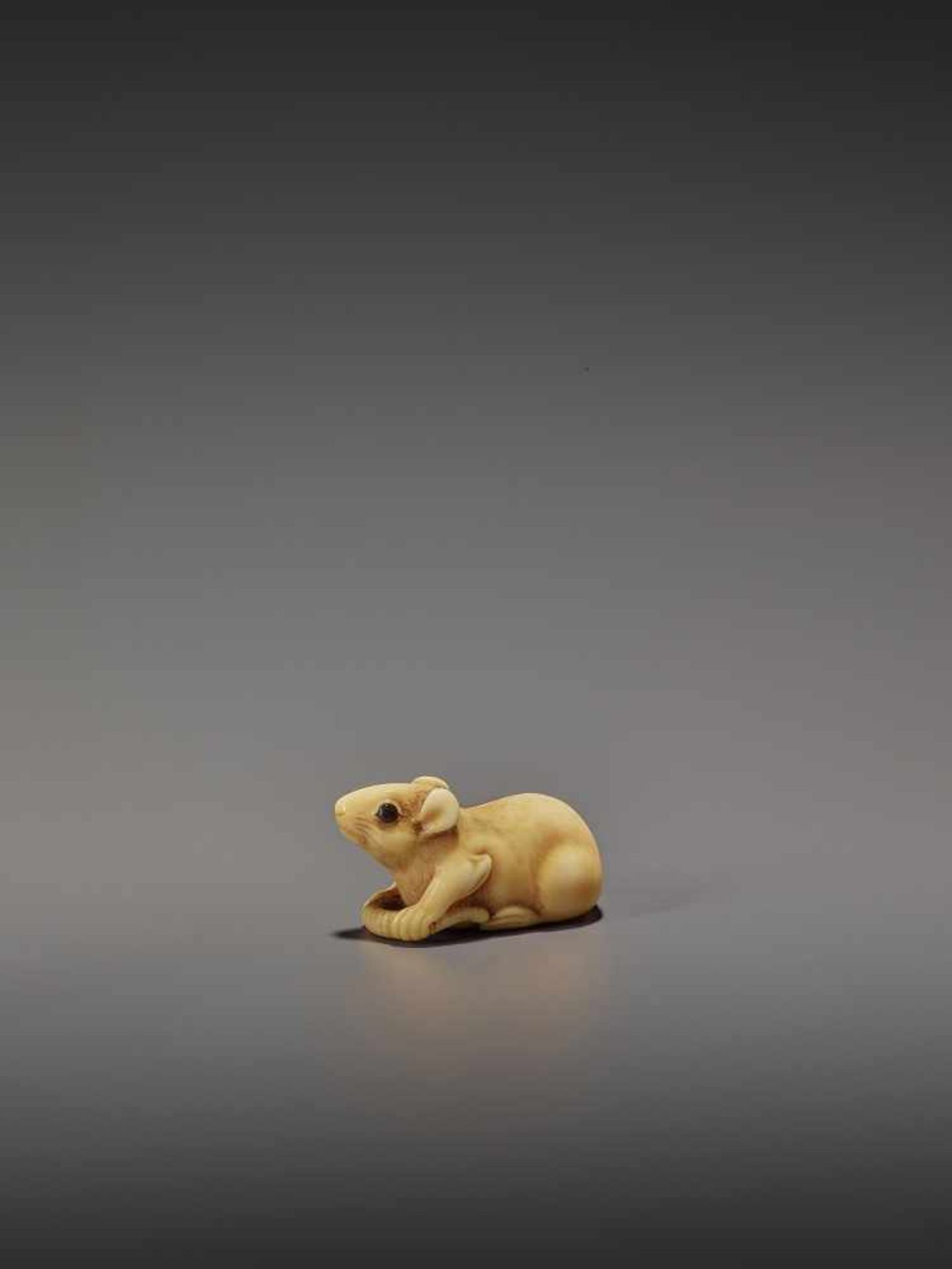 A CHARMING MARINE IVORY NETSUKE OF A RAT HOLDING ITS TAIL UnsignedJapan, 19th century, Edo period (