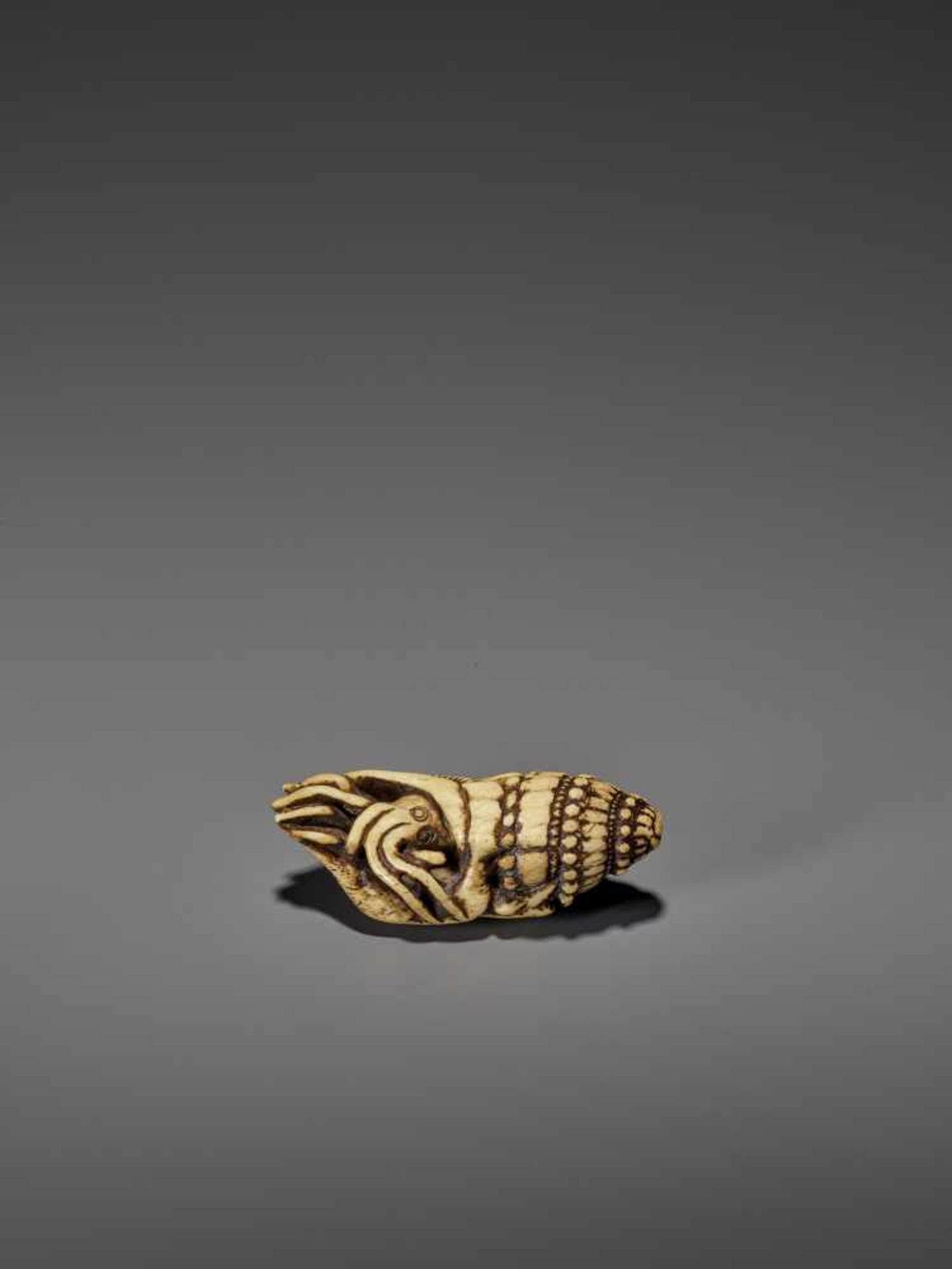 A VERY RARE STAG ANTLER NETSUKE OF A NAUTILUS IN SHELL UnsignedJapan, 18th century, Edo period ( - Image 2 of 8