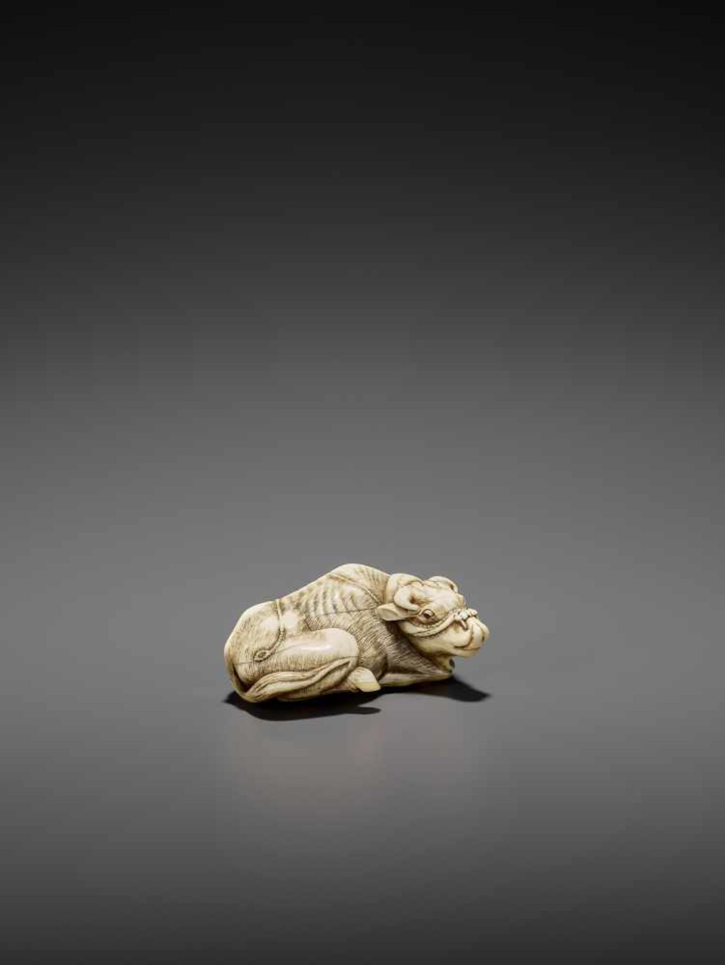 A POWERFUL IVORY NETSUKE OF A RECUMBENT OX LICKING ITS NOSE ATTRIBUTED TO RISUKE GARAKU Unsigned,