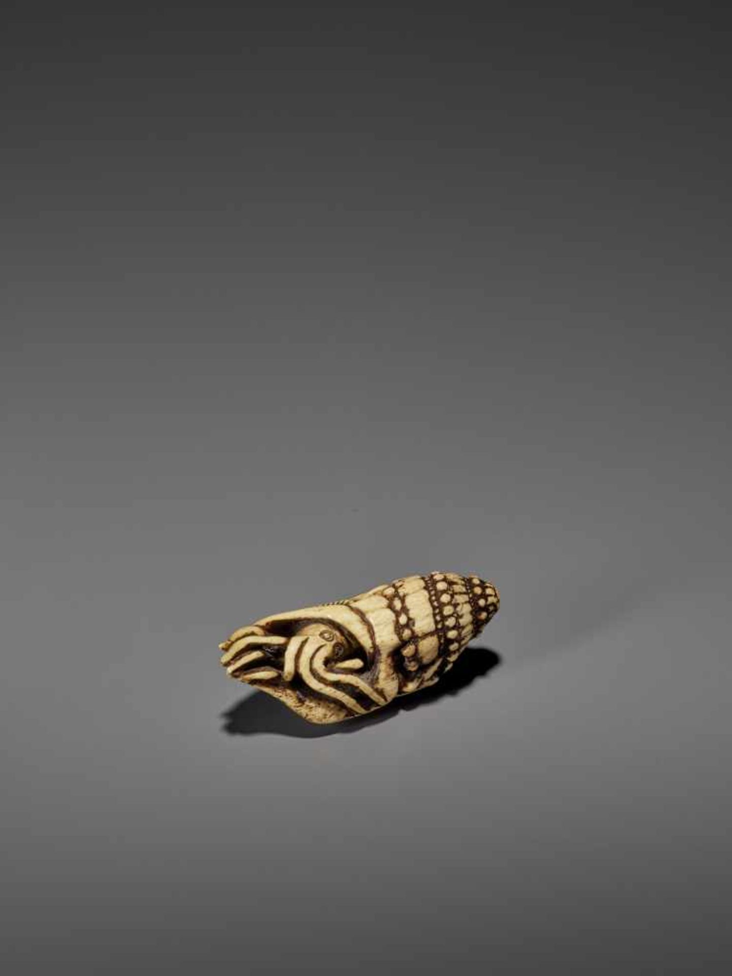 A VERY RARE STAG ANTLER NETSUKE OF A NAUTILUS IN SHELL UnsignedJapan, 18th century, Edo period (