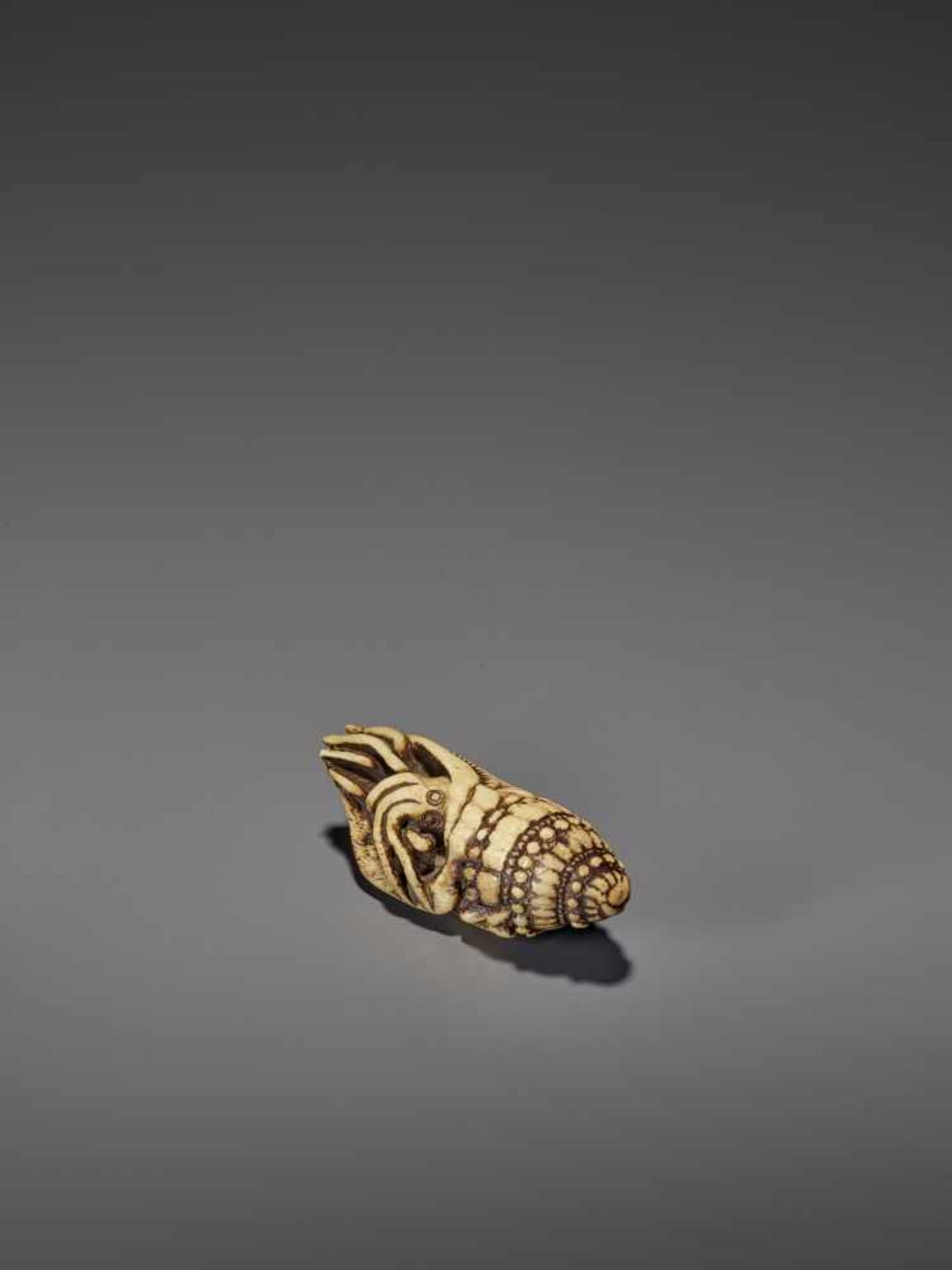 A VERY RARE STAG ANTLER NETSUKE OF A NAUTILUS IN SHELL UnsignedJapan, 18th century, Edo period ( - Bild 3 aus 8