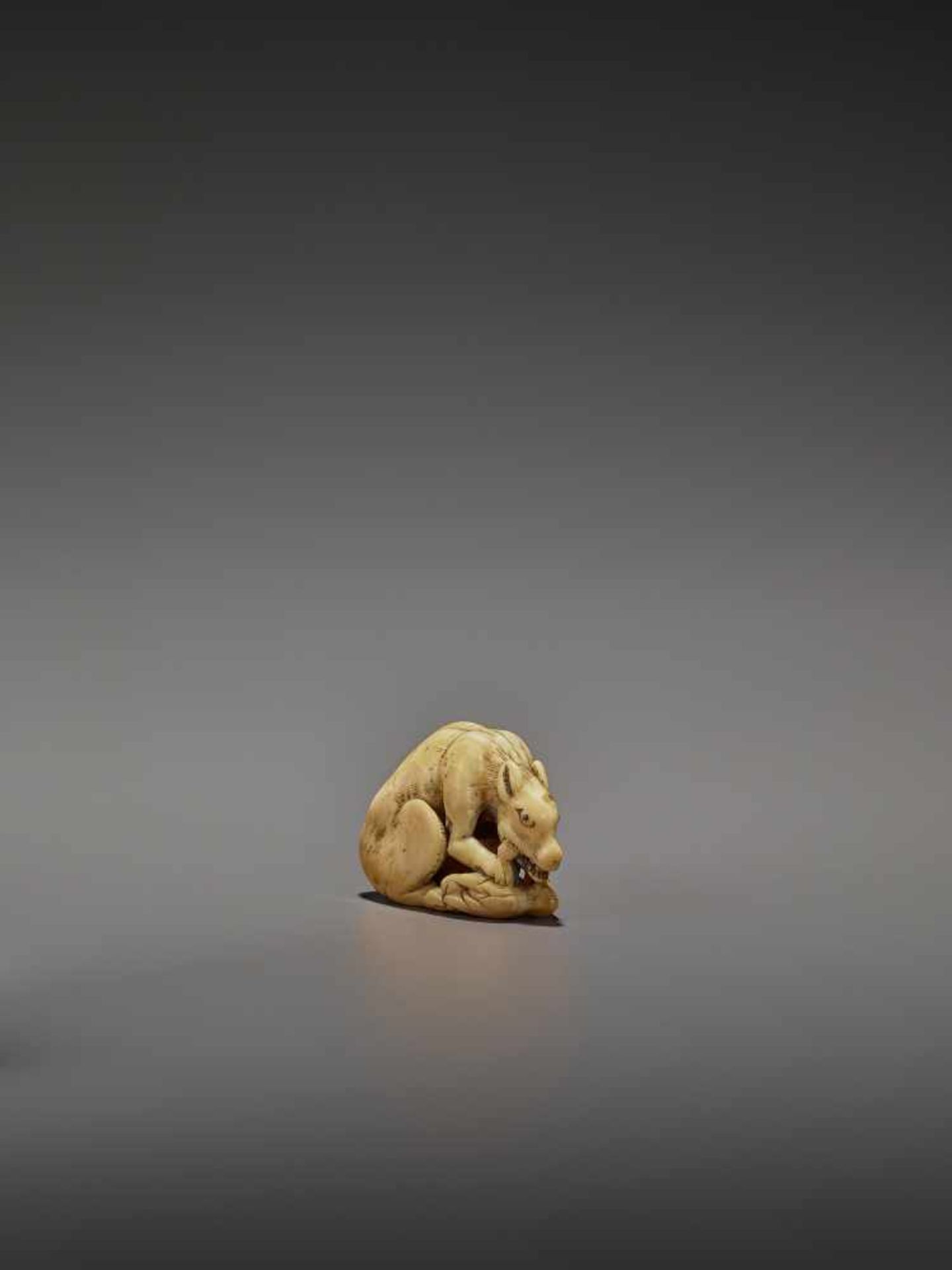 AN EARLY IVORY NETSUKE OF A WOLF WITH HAUNCH UnsignedJapan, Kyoto, 18th century, Edo period (1615-