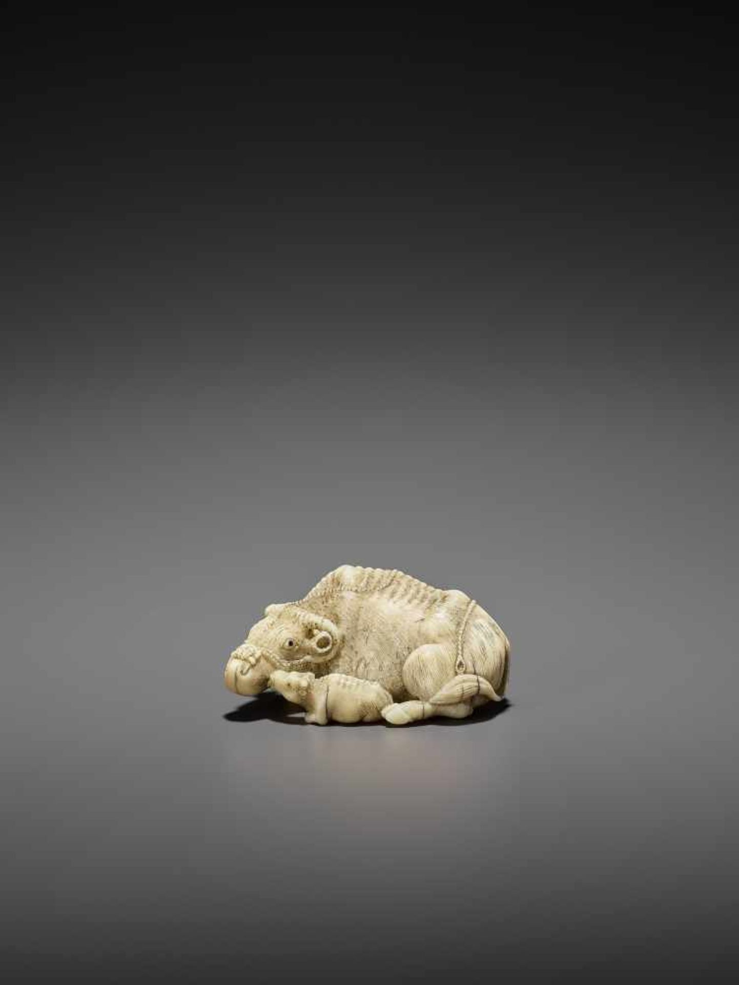 MITSUCHIKA: A LARGE AND RARE WALRUS IVORY NETSUKE OF A RECUMBENT COW WITH CALF By Mitsuchika, signed - Image 5 of 13