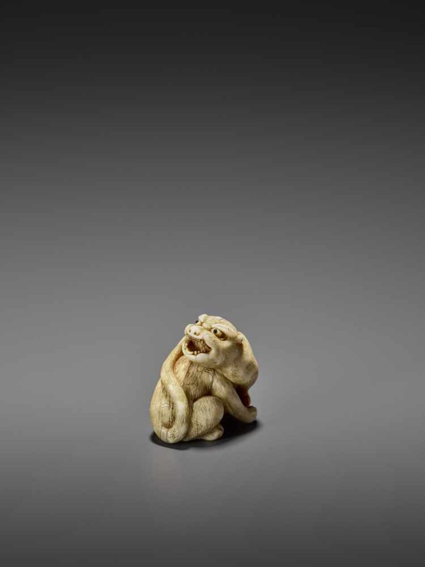 MITSUSHIGE: A POWERFUL IVORY NETSUKE OF A TIGER By Mitsushige, signed MitsushigeJapan, Kyoto, late