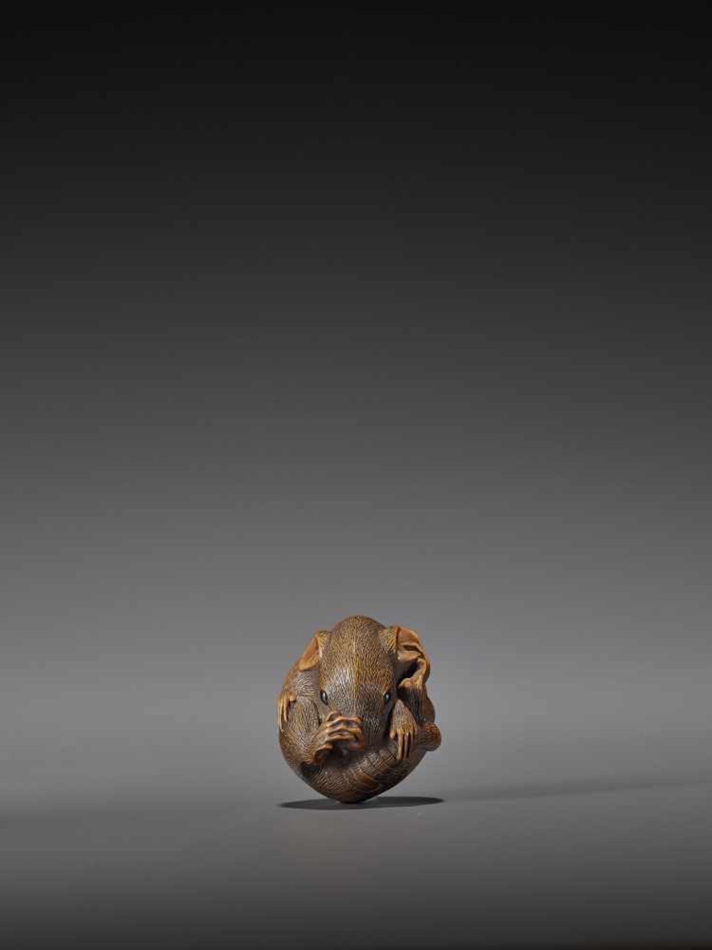 MASAKATSU: A FINE WOOD NETSUKE OF A COILED RAT By Masakatsu, signed MasakatsuJapan, Yamada, Ise