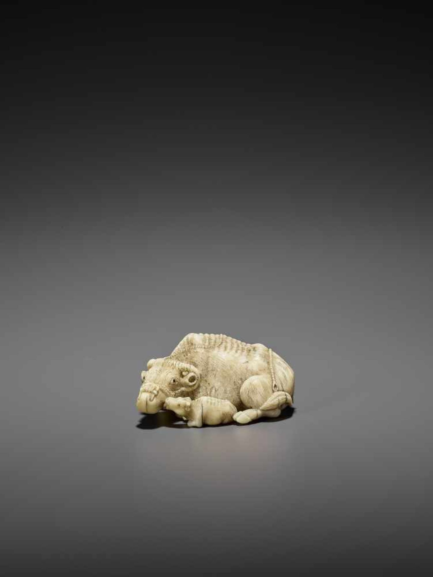 MITSUCHIKA: A LARGE AND RARE WALRUS IVORY NETSUKE OF A RECUMBENT COW WITH CALF By Mitsuchika, signed - Image 3 of 13