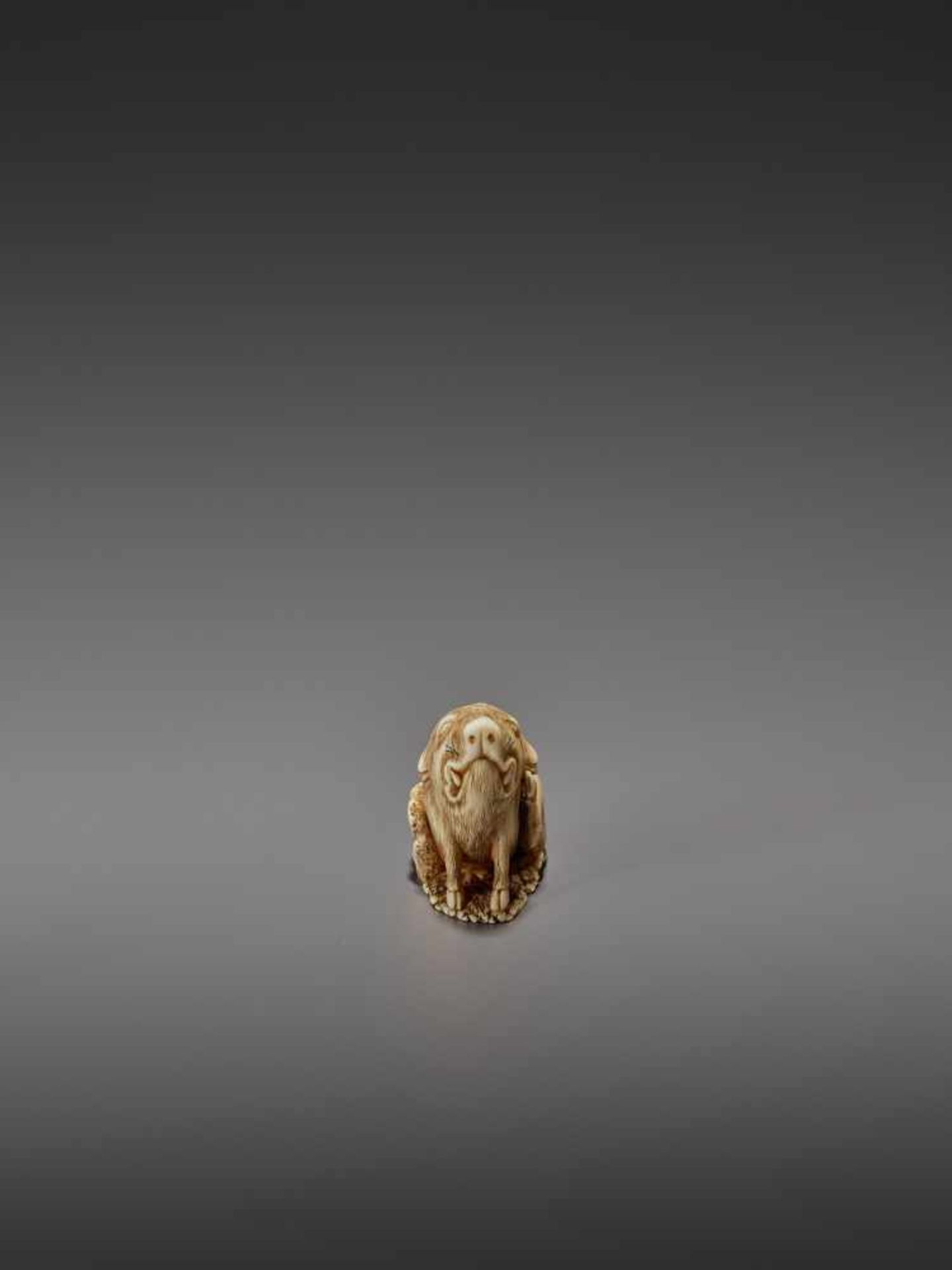 MASAYUKI: A FINE IVORY NETSUKE OF A BOAR SCRATCHING ITS EAR By Masayuki, signed MasayukiJapan, - Image 8 of 13