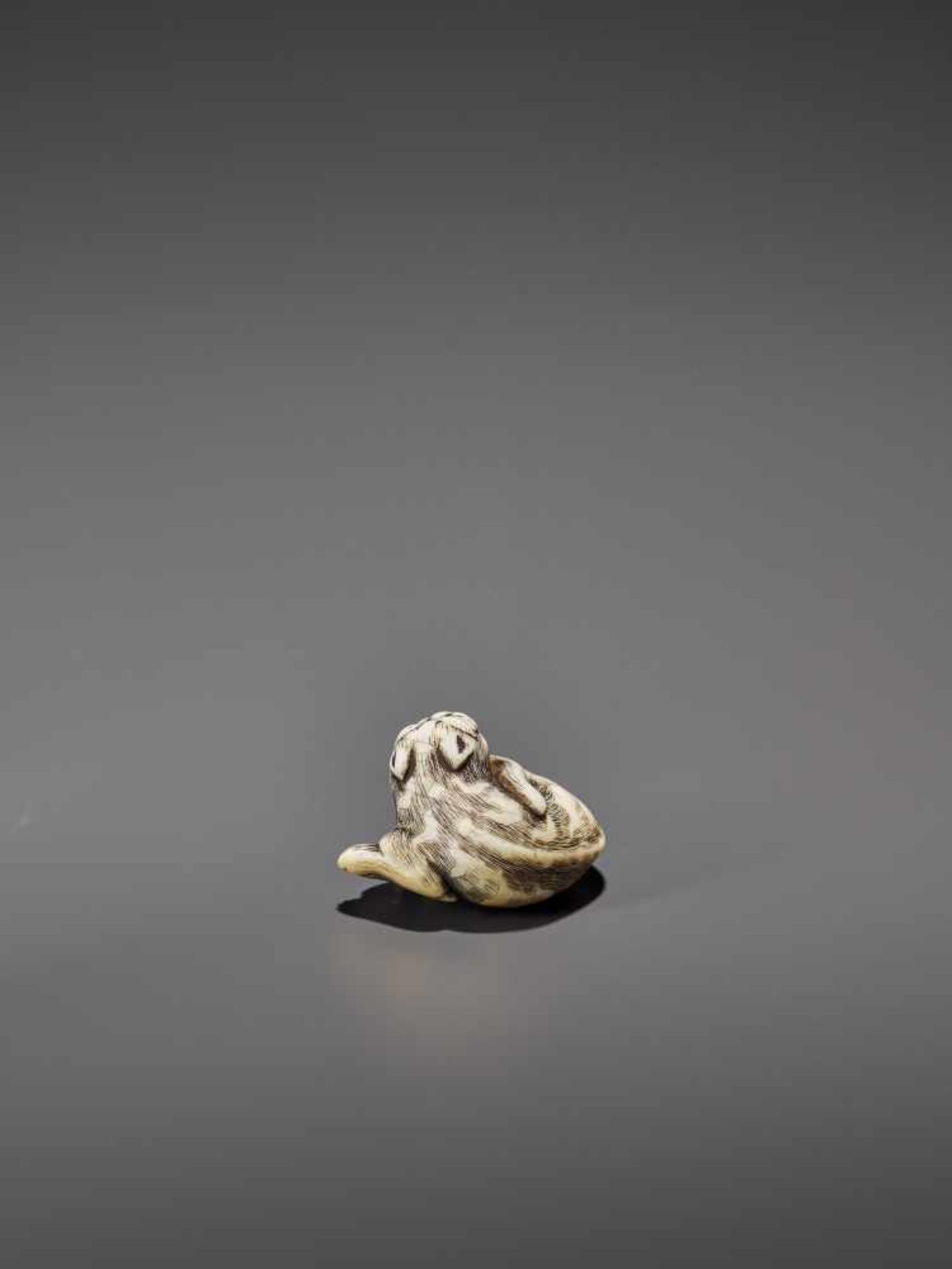 AN IVORY OSAKA STYLE NETSUKE OF A RECLINING TIGER UnsignedJapan, Osaka, 19th century, Edo period ( - Image 4 of 8