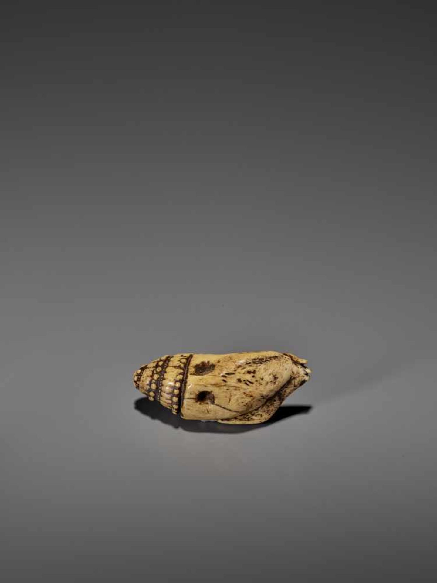 A VERY RARE STAG ANTLER NETSUKE OF A NAUTILUS IN SHELL UnsignedJapan, 18th century, Edo period ( - Bild 8 aus 8