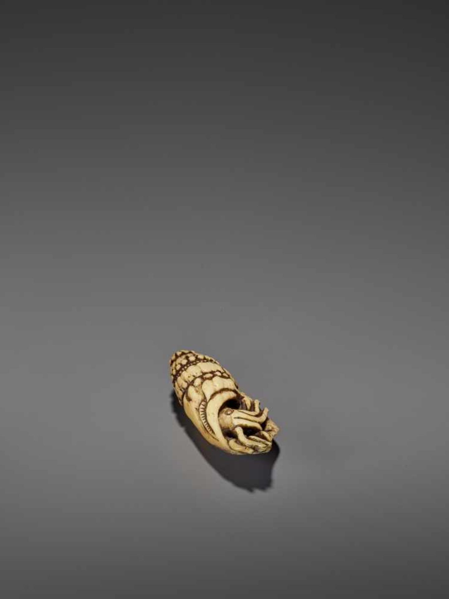 A VERY RARE STAG ANTLER NETSUKE OF A NAUTILUS IN SHELL UnsignedJapan, 18th century, Edo period ( - Bild 6 aus 8