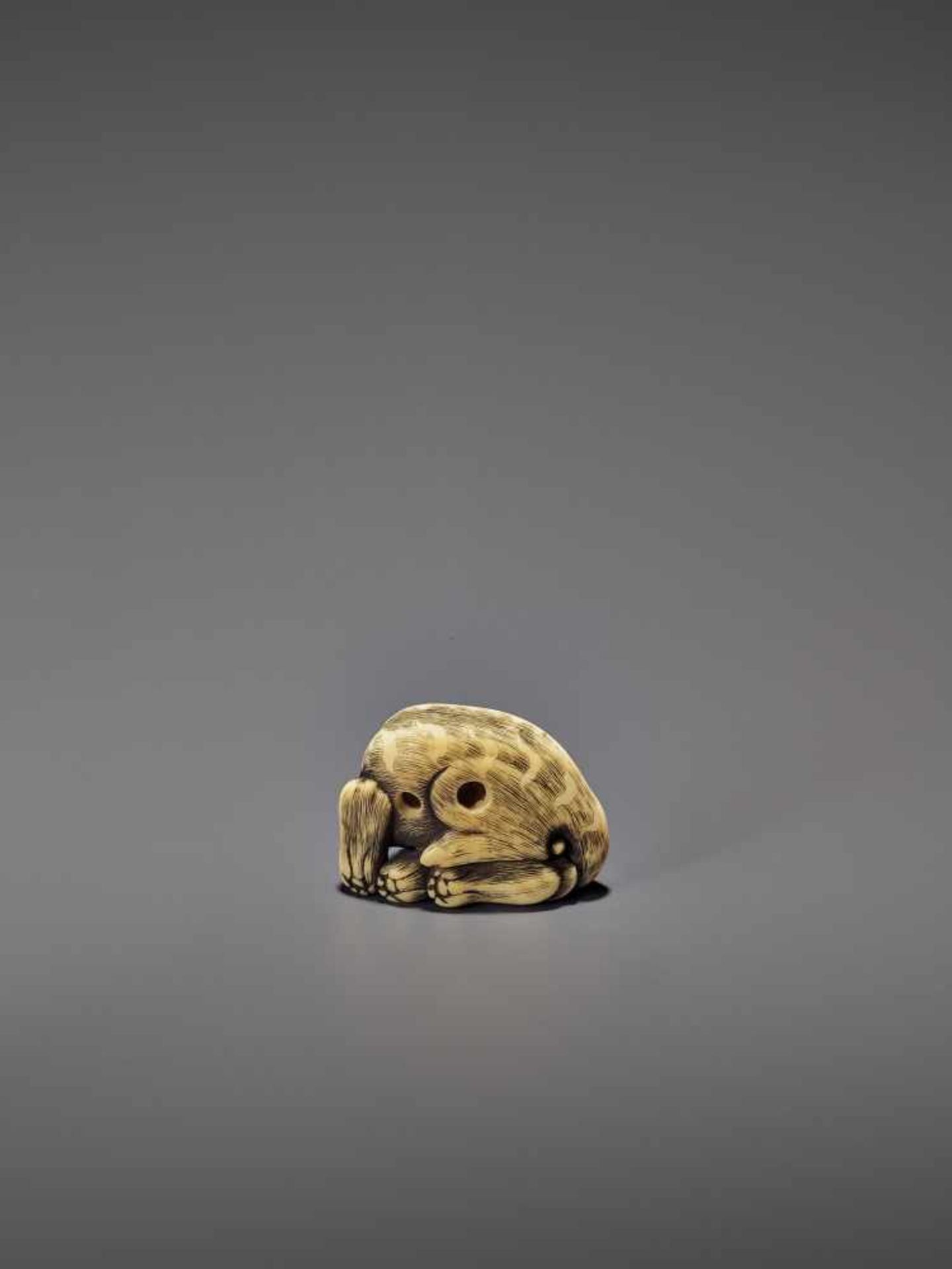 AN IVORY OSAKA STYLE NETSUKE OF A RECLINING TIGER UnsignedJapan, Osaka, 19th century, Edo period ( - Image 8 of 8