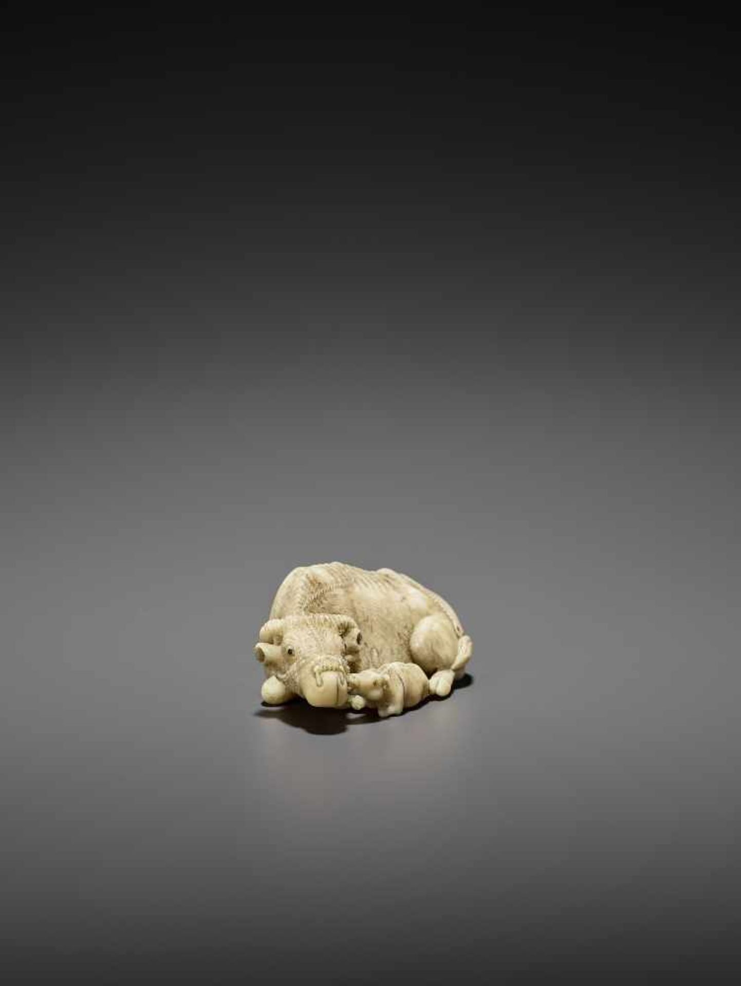 MITSUCHIKA: A LARGE AND RARE WALRUS IVORY NETSUKE OF A RECUMBENT COW WITH CALF By Mitsuchika, signed - Image 9 of 13