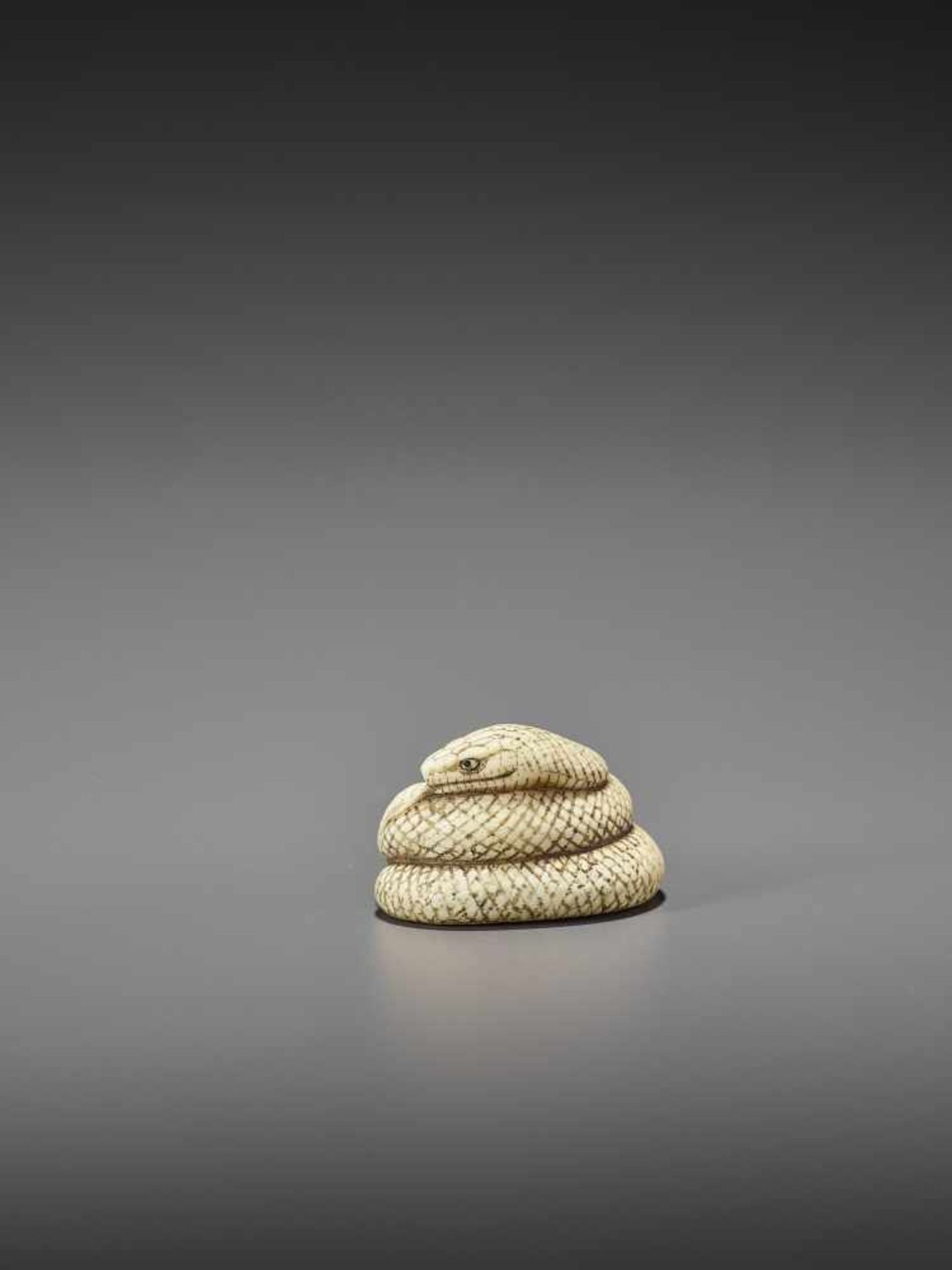 MITSUNAGA: AN EXCELLENT IVORY NETSUKE OF A COILED SNAKE By Mitsunaga, signed MitsunagaJapan, early - Image 5 of 9