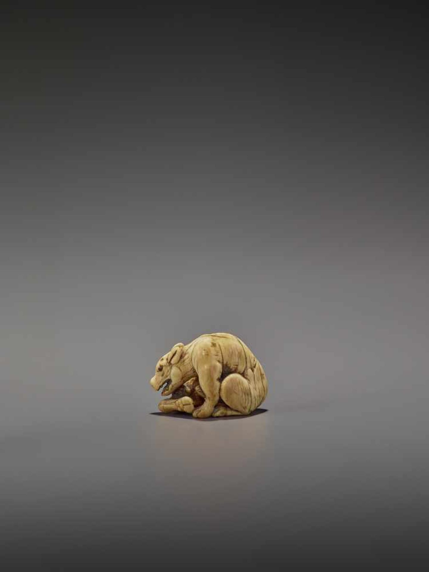 AN EARLY IVORY NETSUKE OF A WOLF WITH HAUNCH UnsignedJapan, Kyoto, 18th century, Edo period (1615- - Bild 6 aus 10